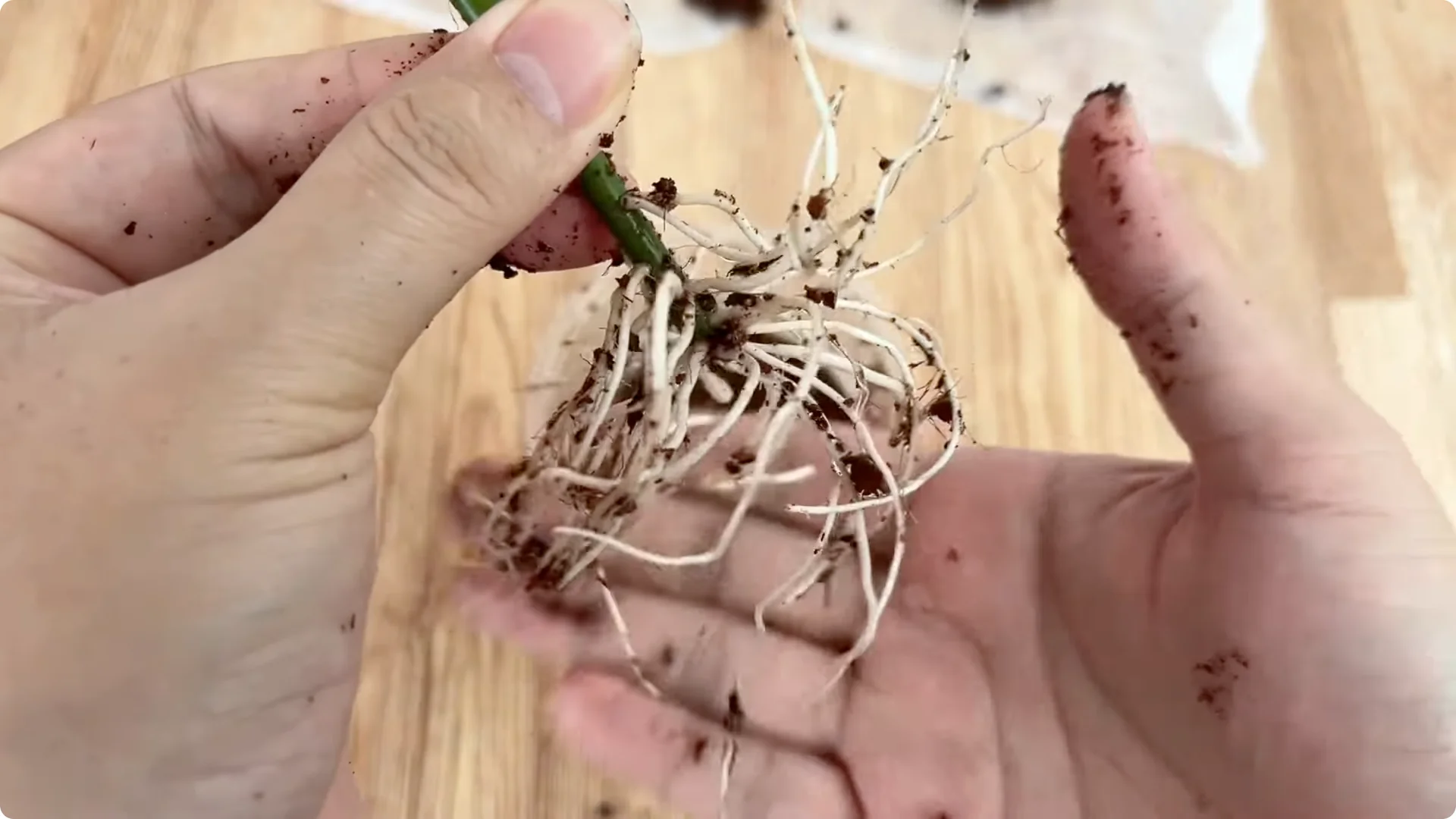 How Did This Rose Branch Root and Sprout Overnight? screenshot 11