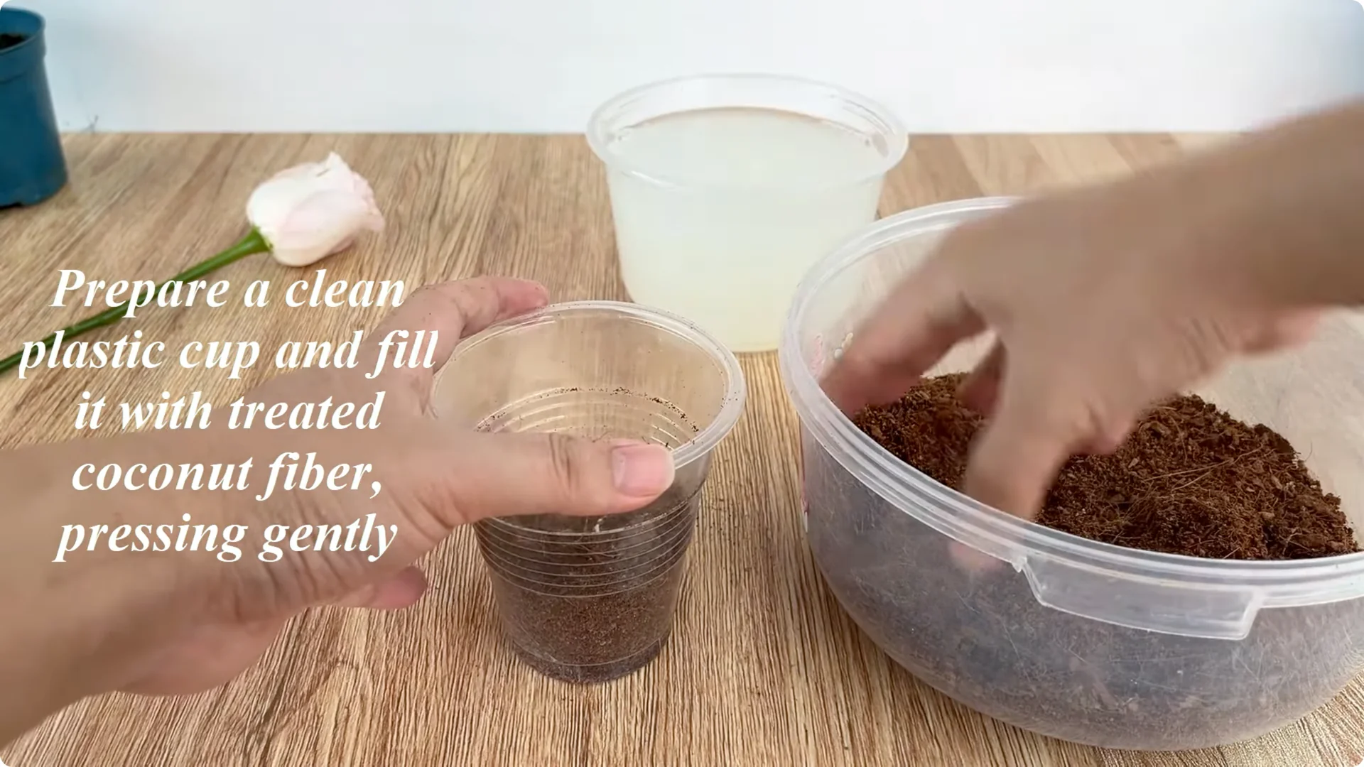 How Did This Rose Branch Root and Sprout Overnight? screenshot 6