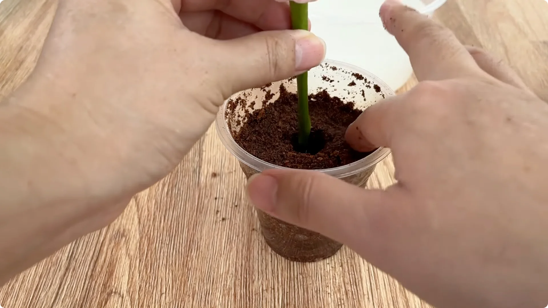 How Did This Rose Branch Root and Sprout Overnight? screenshot 7