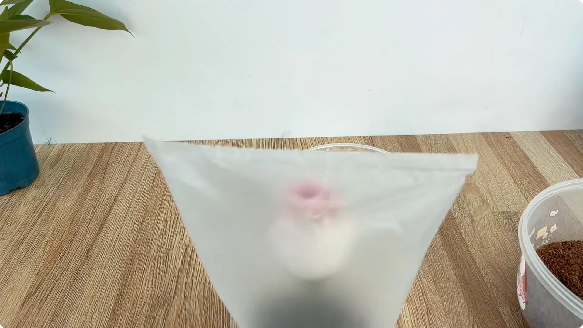 How Did This Rose Branch Root and Sprout Overnight? screenshot 8