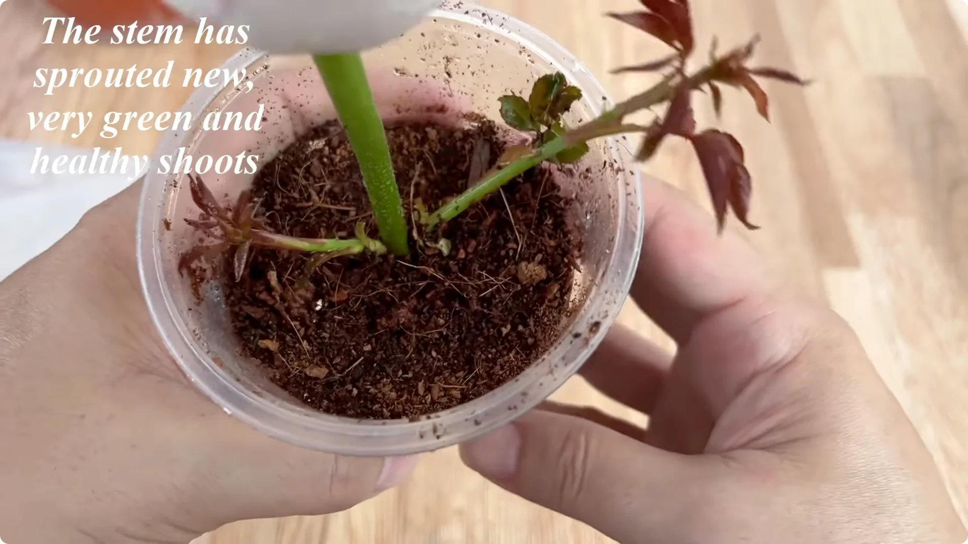 How Did This Rose Branch Root and Sprout Overnight? screenshot 9