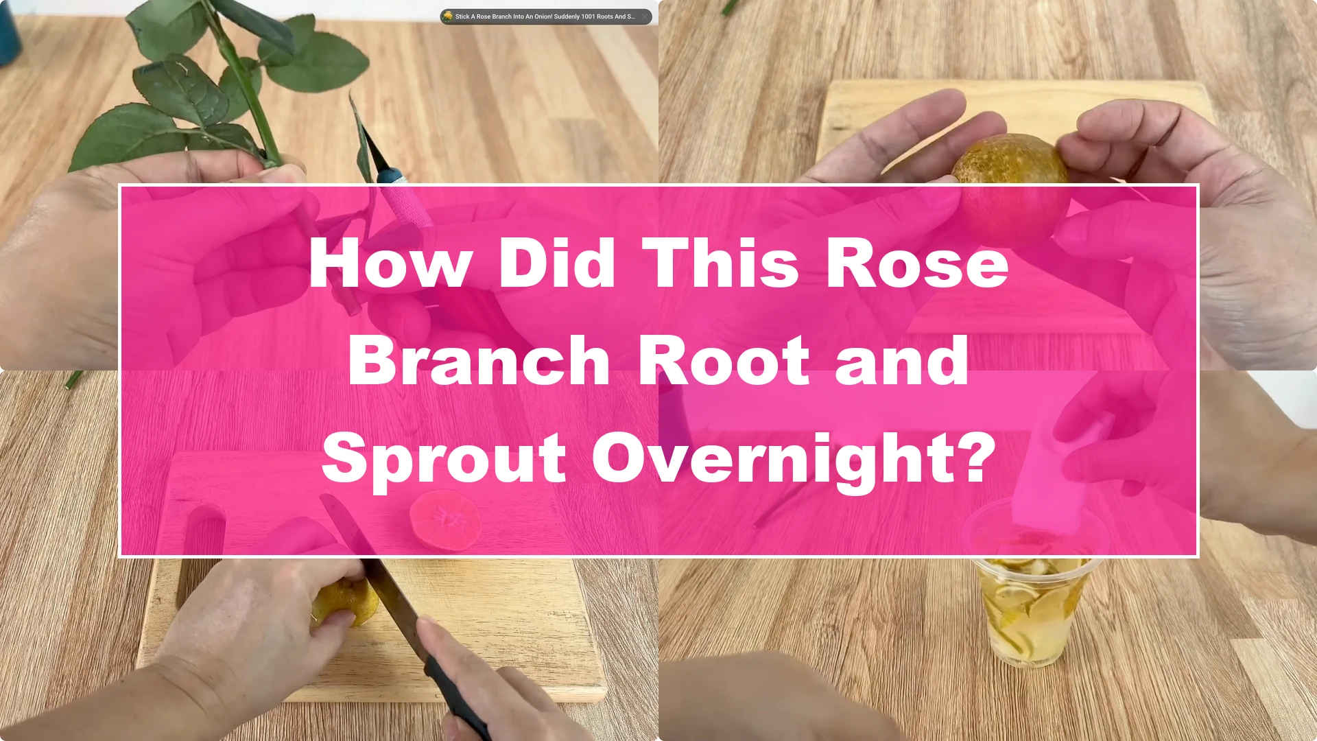 How Did This Rose Branch Root and Sprout Overnight? - Featured Image