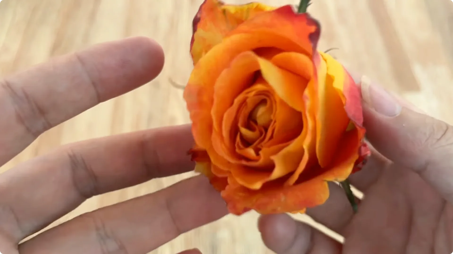 How Does Coca-Cola Help Propagate Roses Quickly and Easily? screenshot 1