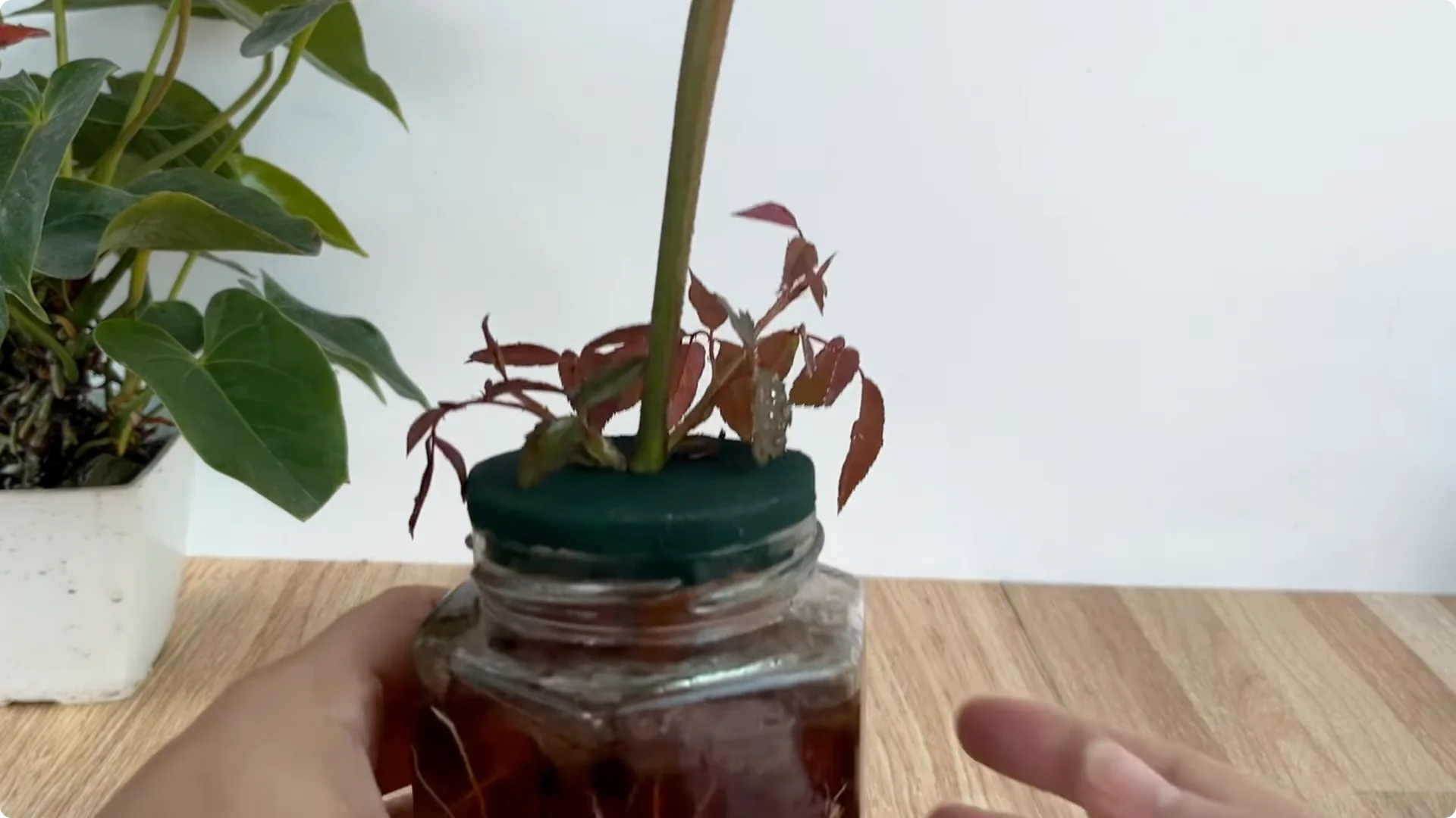 How Does Coca-Cola Help Propagate Roses Quickly and Easily? screenshot 10