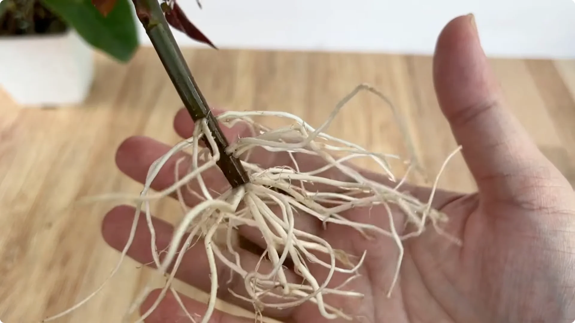 How Does Coca-Cola Help Propagate Roses Quickly and Easily? screenshot 11