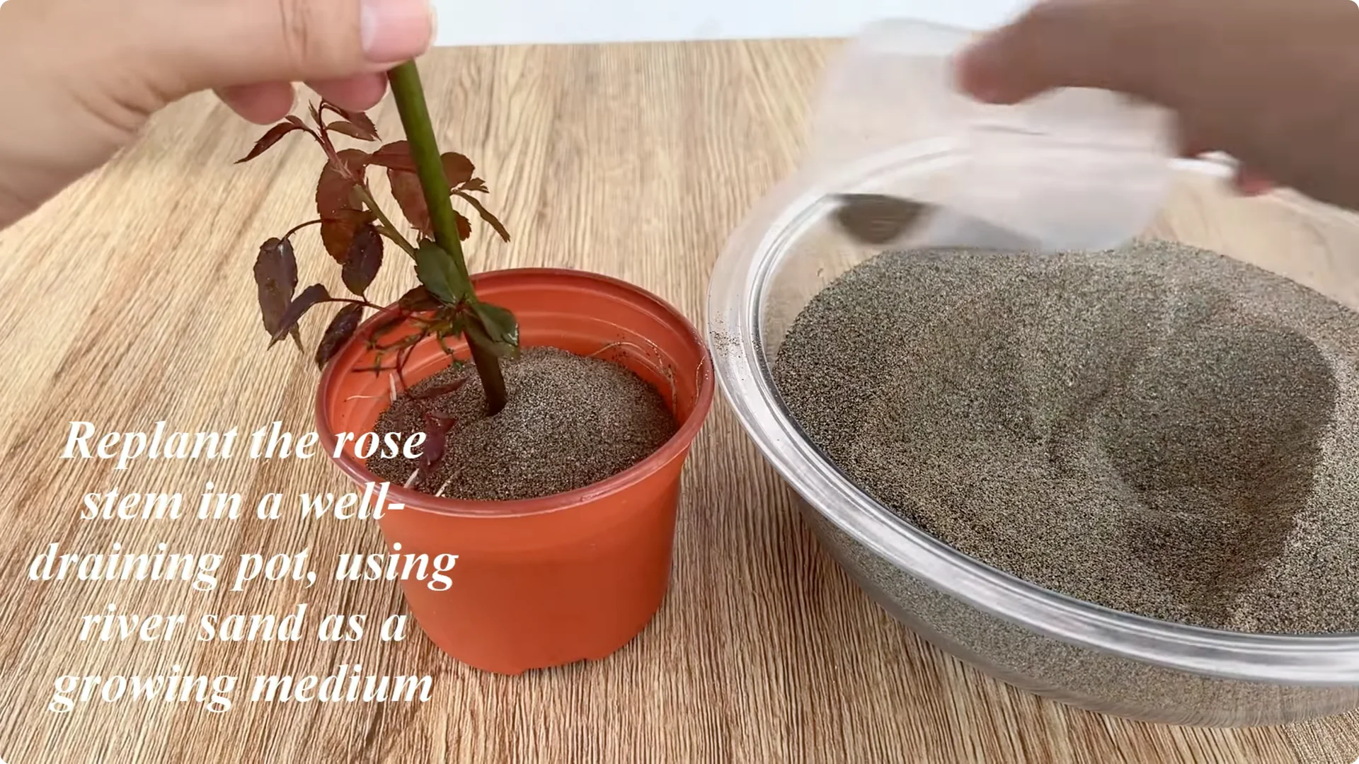 How Does Coca-Cola Help Propagate Roses Quickly and Easily? screenshot 12