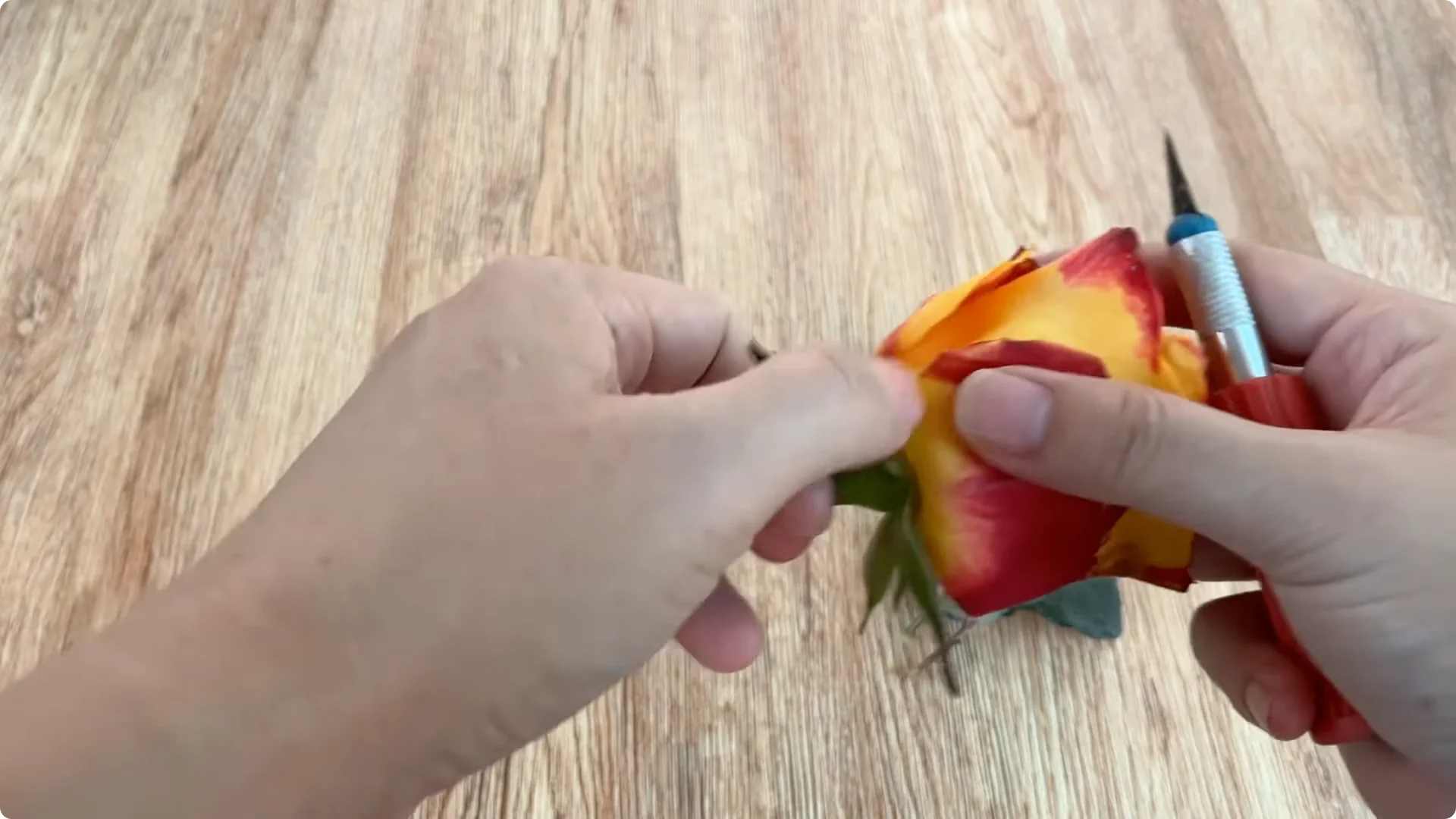 How Does Coca-Cola Help Propagate Roses Quickly and Easily? screenshot 2