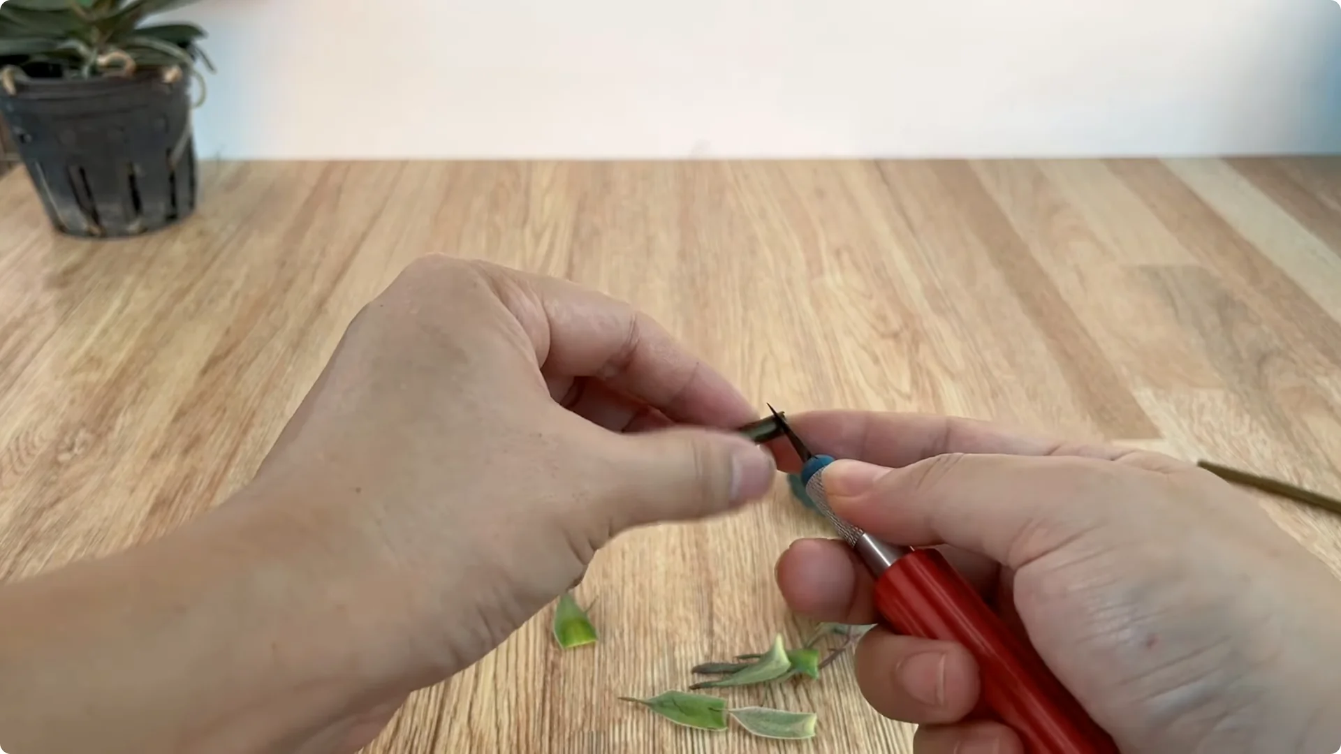 How Does Coca-Cola Help Propagate Roses Quickly and Easily? screenshot 3