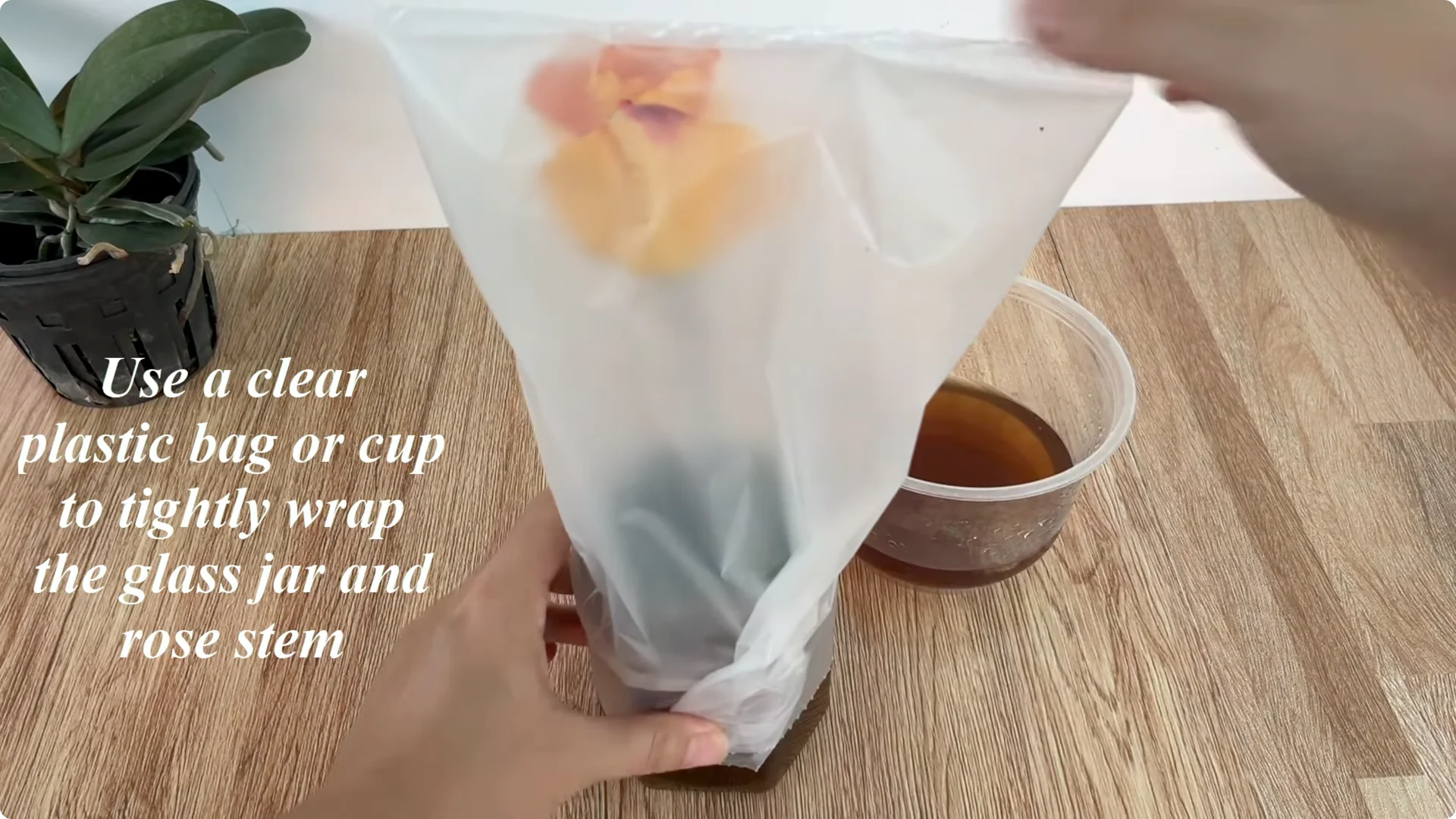 How Does Coca-Cola Help Propagate Roses Quickly and Easily? screenshot 8