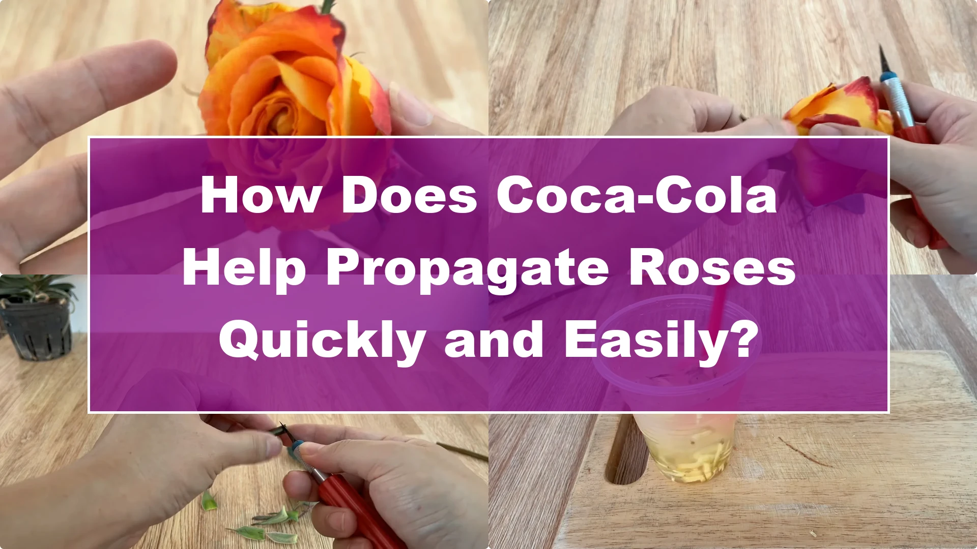 How Does Coca-Cola Help Propagate Roses Quickly and Easily? - Featured Image