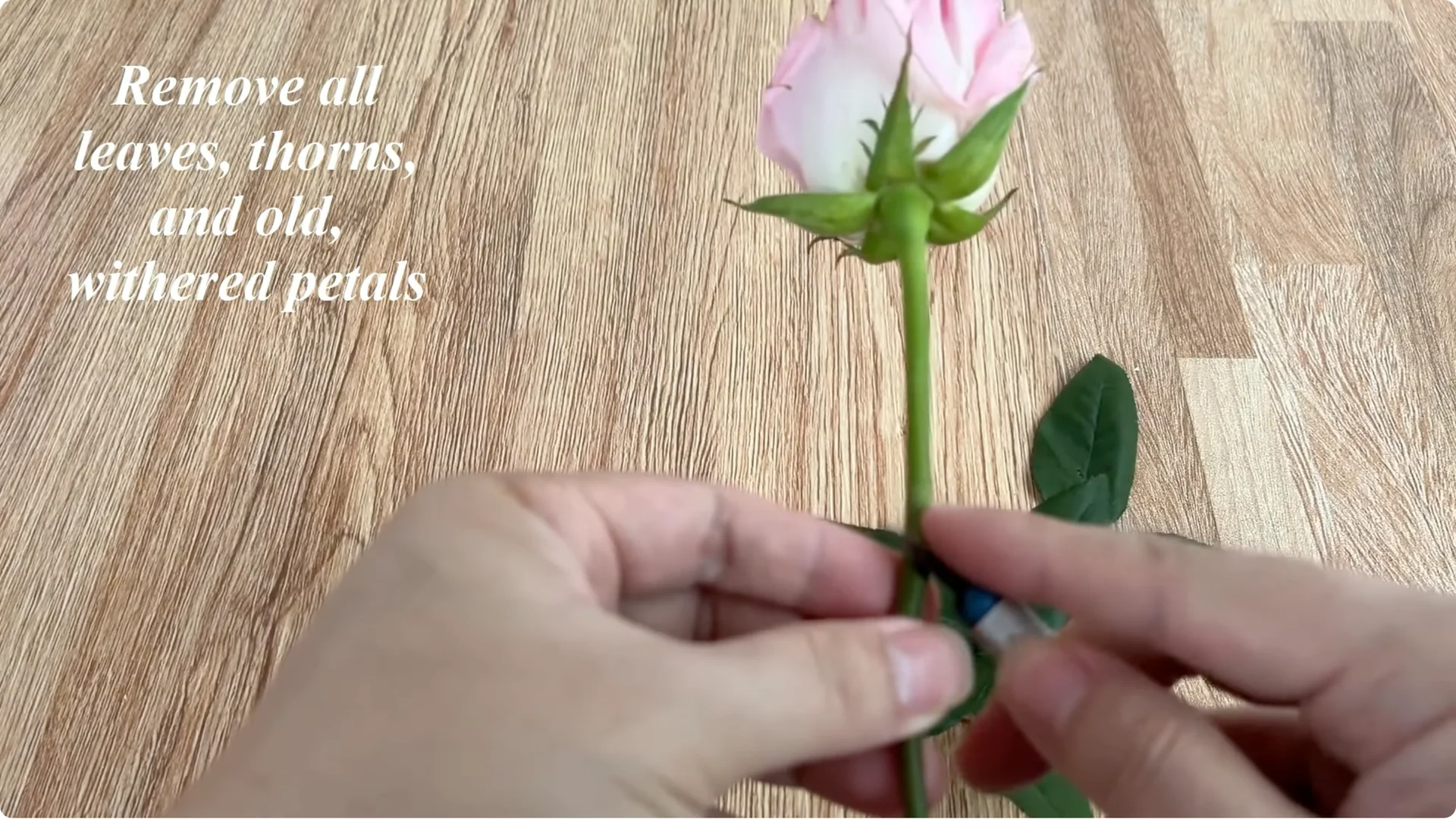 How Eggshells Help Grow Strong, Healthy Rose Roots screenshot 2