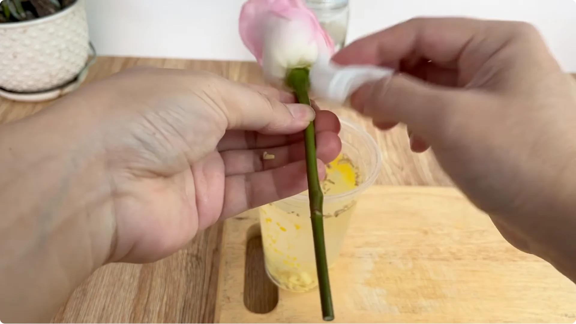 How Eggshells Help Grow Strong, Healthy Rose Roots screenshot 3