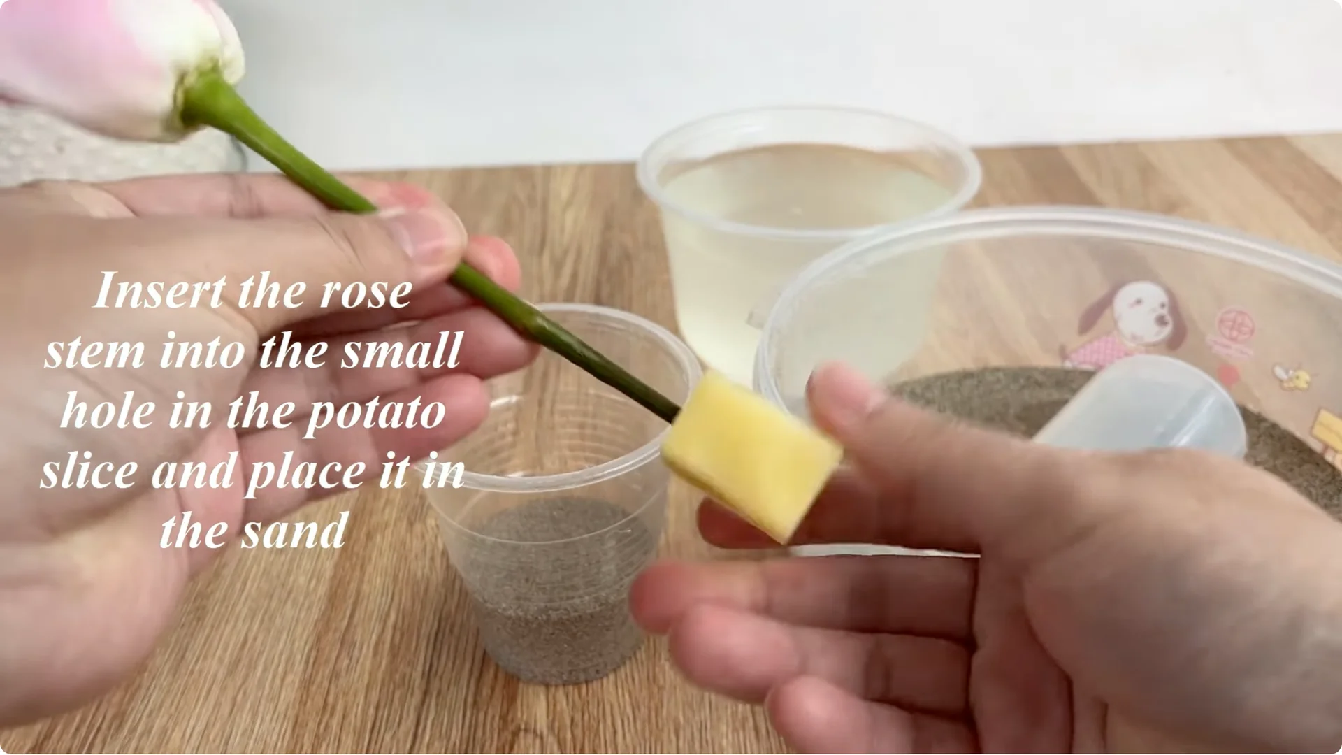 How Eggshells Help Grow Strong, Healthy Rose Roots screenshot 6