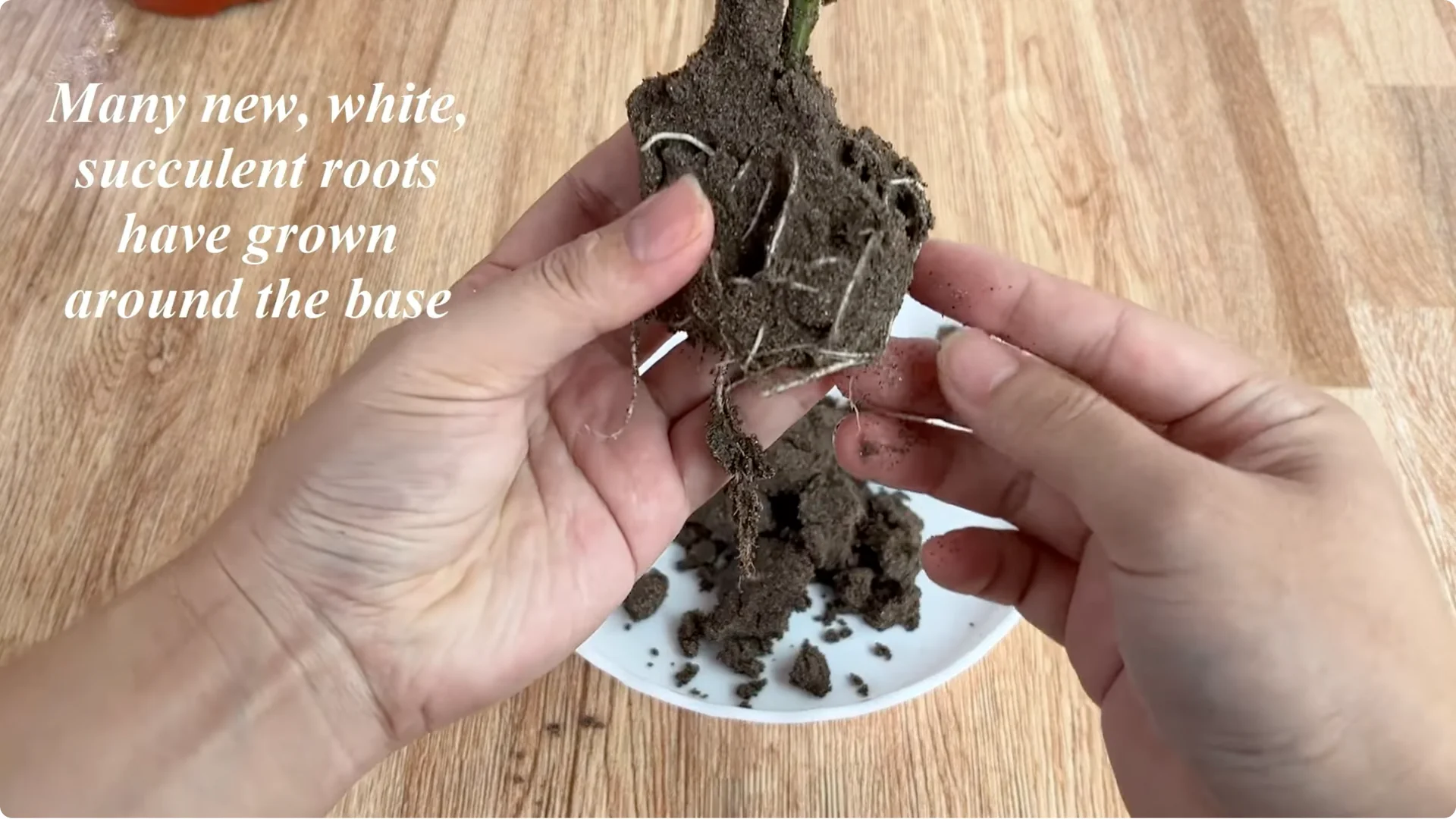 How Eggshells Help Grow Strong, Healthy Rose Roots screenshot 7