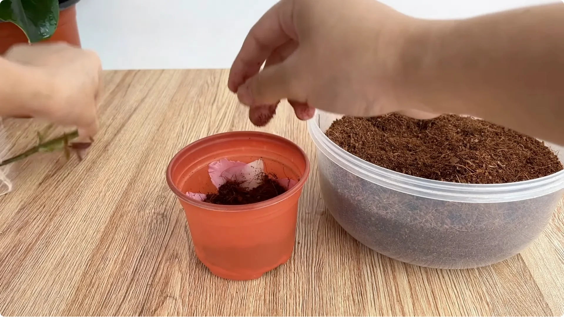 How Eggshells Help Grow Strong, Healthy Rose Roots screenshot 8