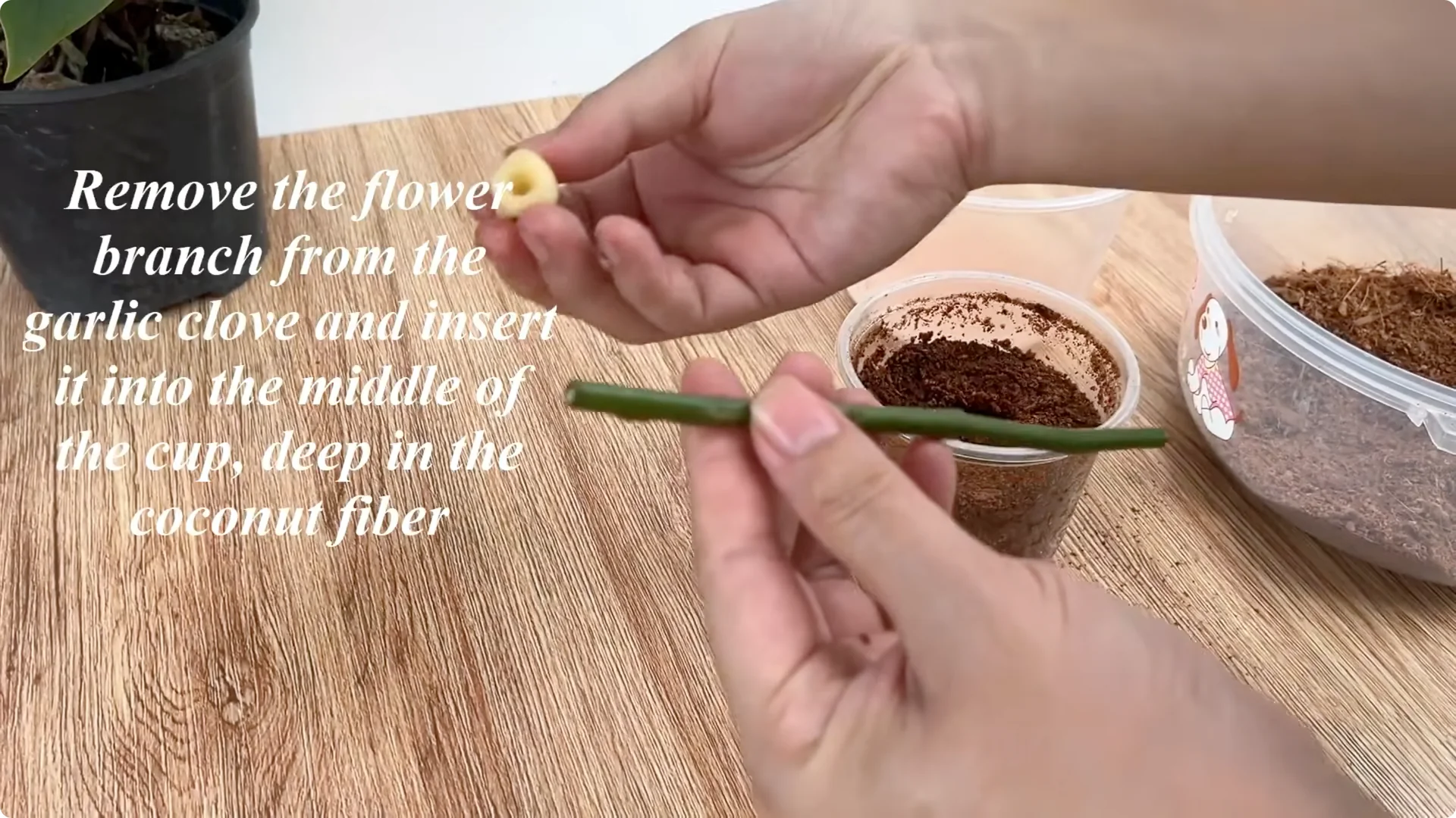 How Garlic Helps Rose Cuttings Root Fast: Simple Propagation Tips screenshot 5
