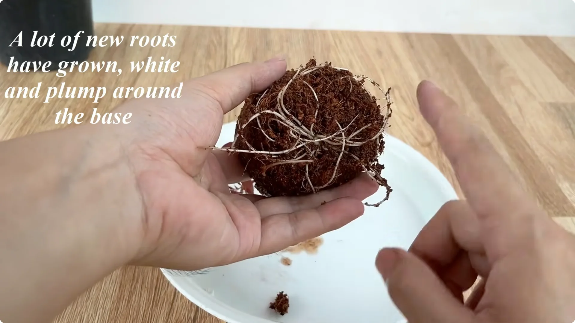How Garlic Helps Rose Cuttings Root Fast: Simple Propagation Tips screenshot 7