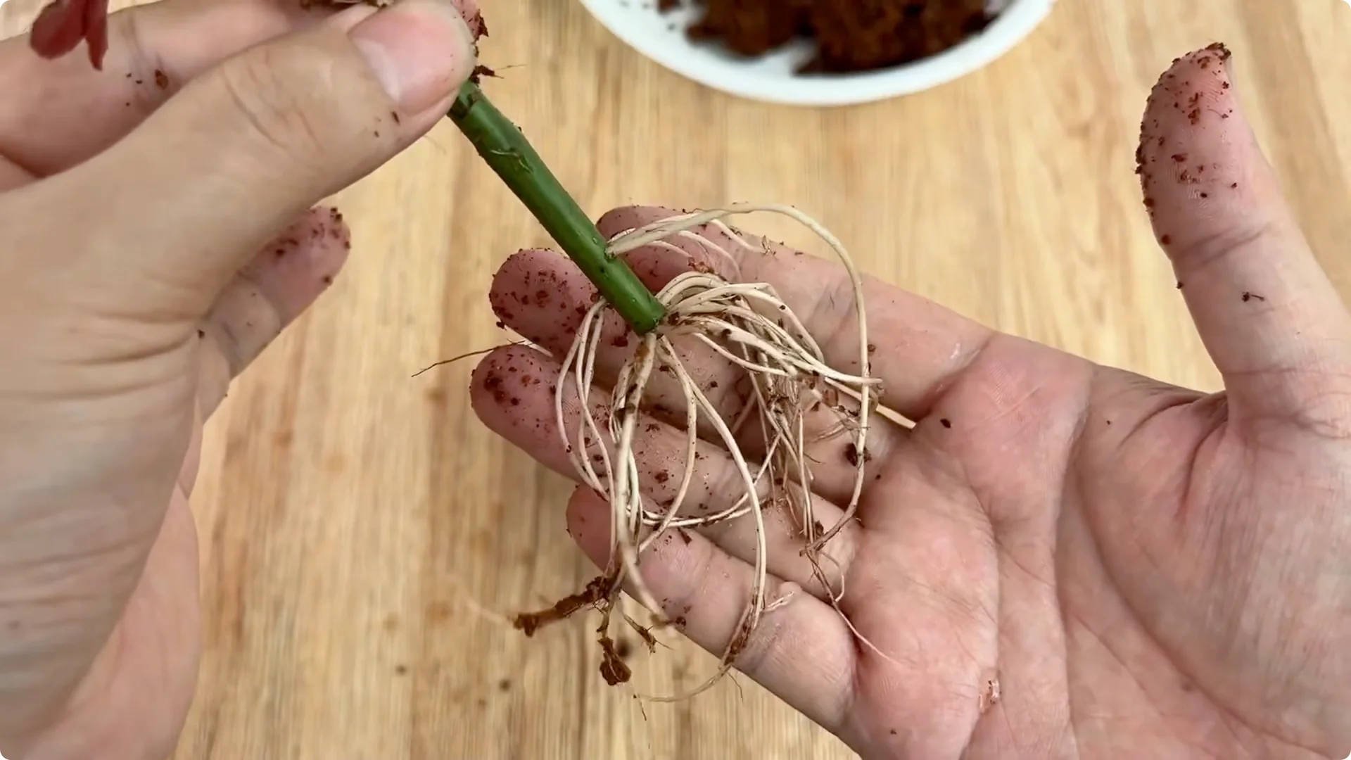 How Garlic Helps Rose Cuttings Root Fast: Simple Propagation Tips screenshot 8