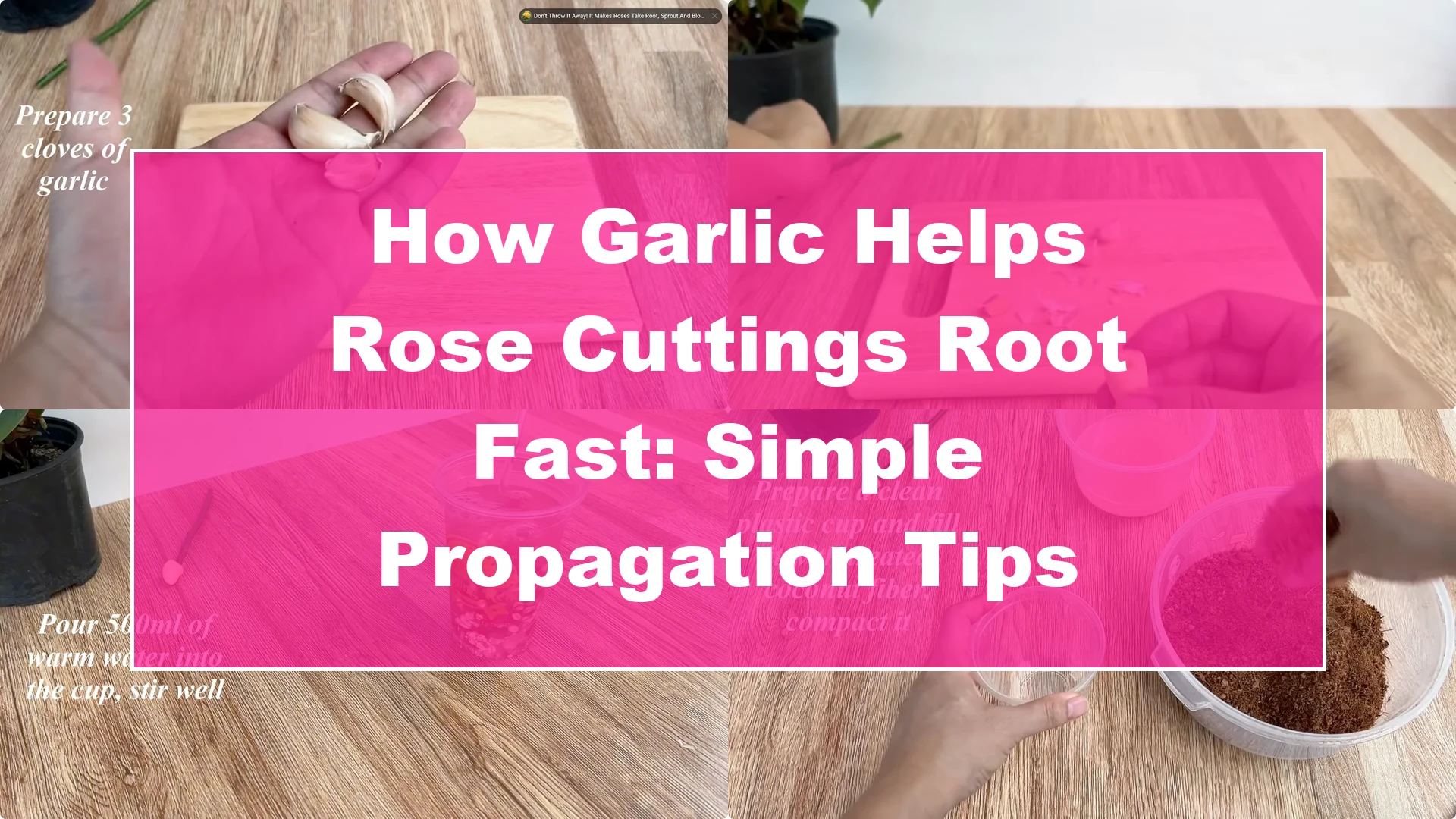How Garlic Helps Rose Cuttings Root Fast: Simple Propagation Tips - Featured Image