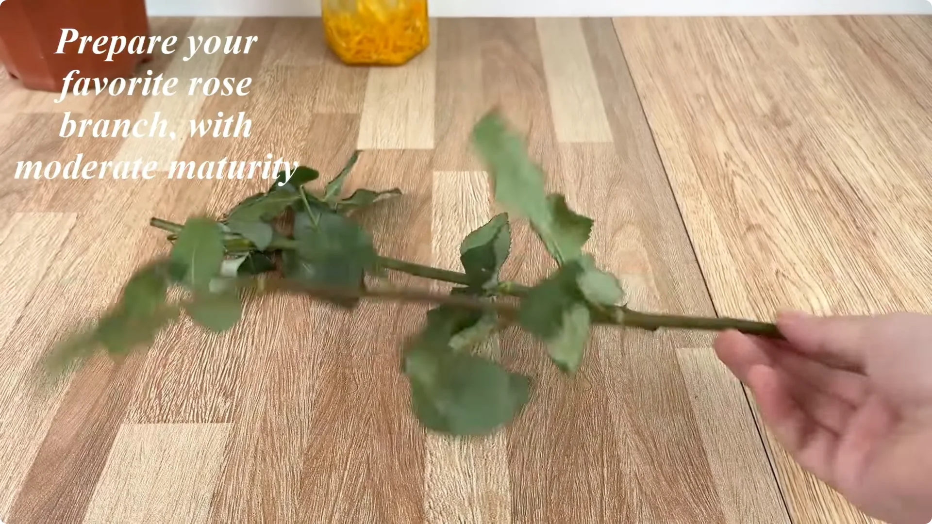 How Just 1 Cup Can Grow a Rose Plant with Abundant Roots and Flowers screenshot 2