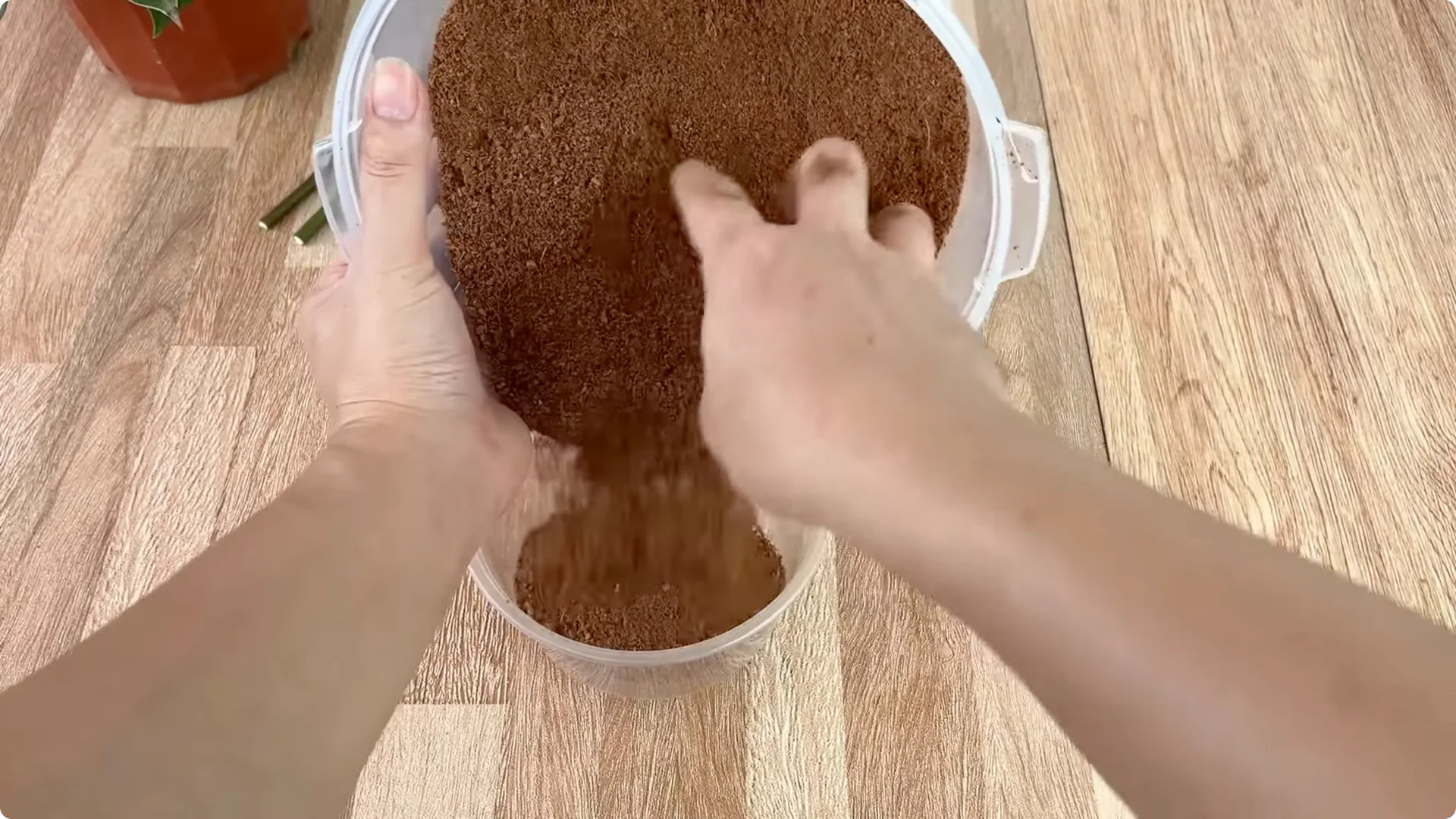 How Just 1 Cup Can Grow a Rose Plant with Abundant Roots and Flowers screenshot 6