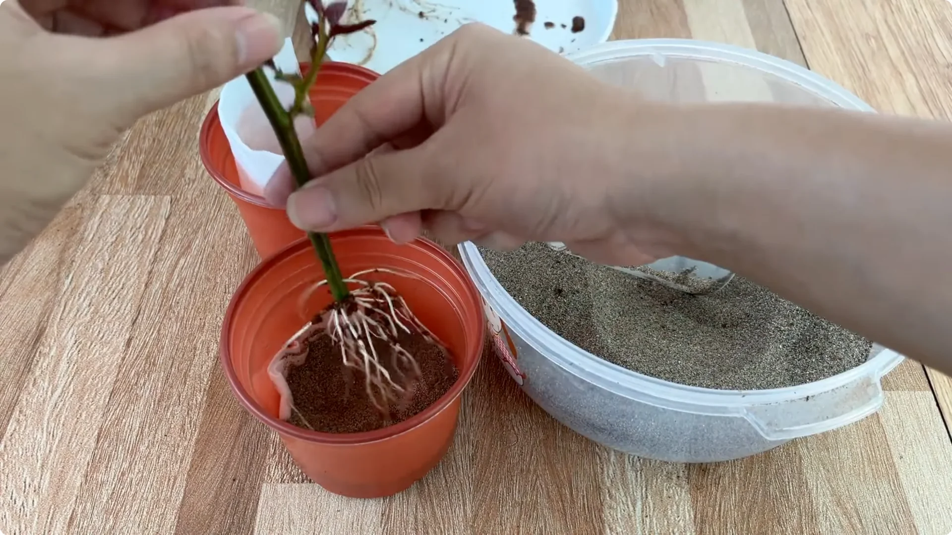 How Just 1 Cup Can Grow a Rose Plant with Abundant Roots and Flowers screenshot 9