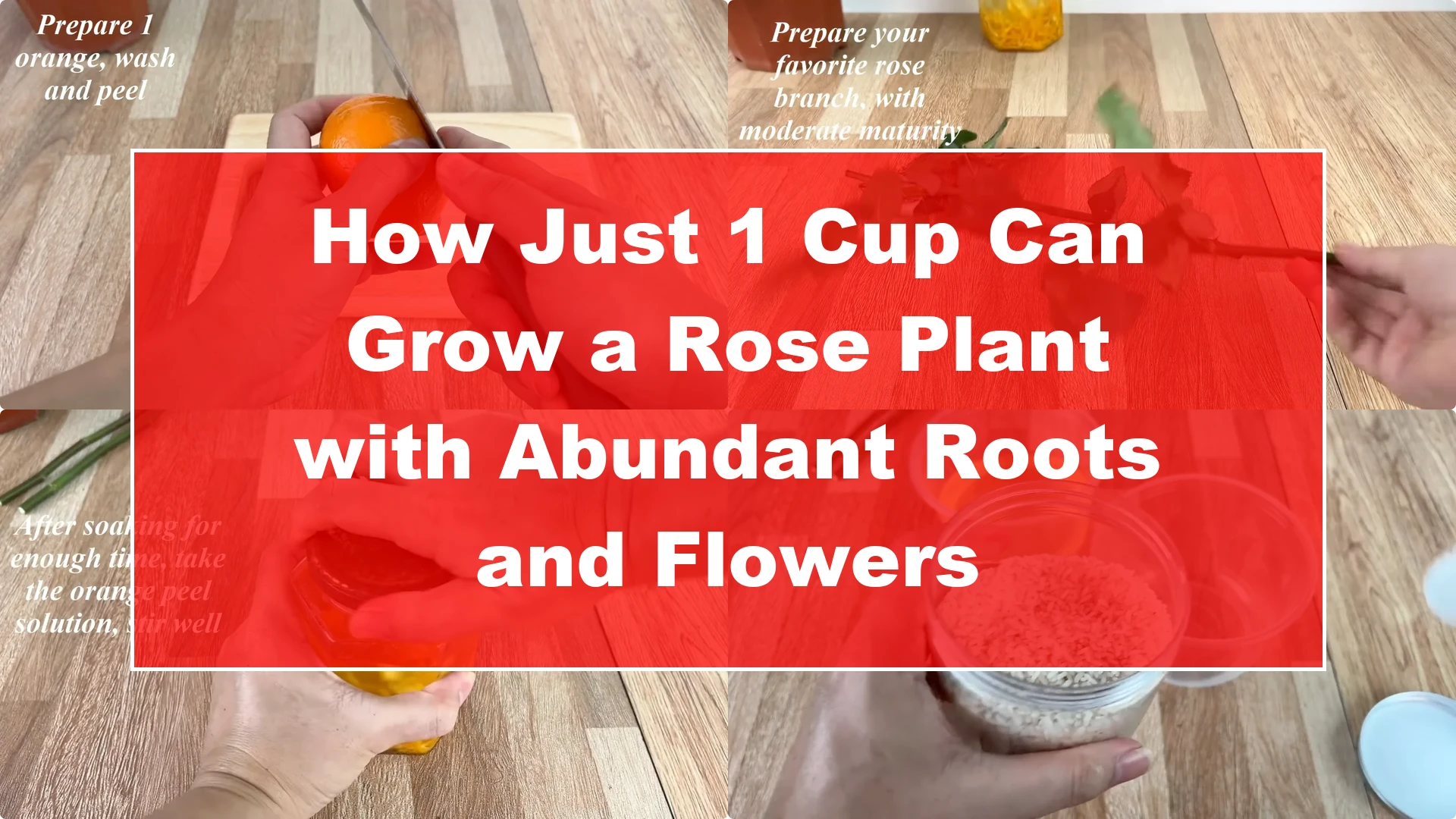 How Just 1 Cup Can Grow a Rose Plant with Abundant Roots and Flowers - Featured Image