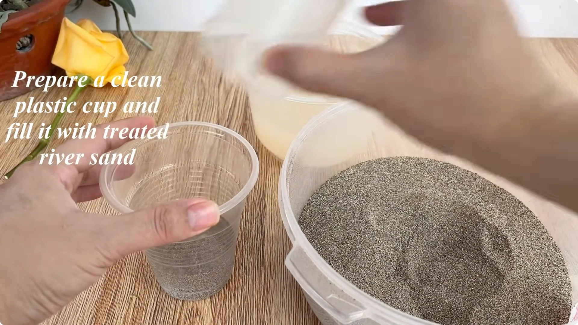 How Lemons Can Boost Rose Root Growth and Blooming screenshot 16