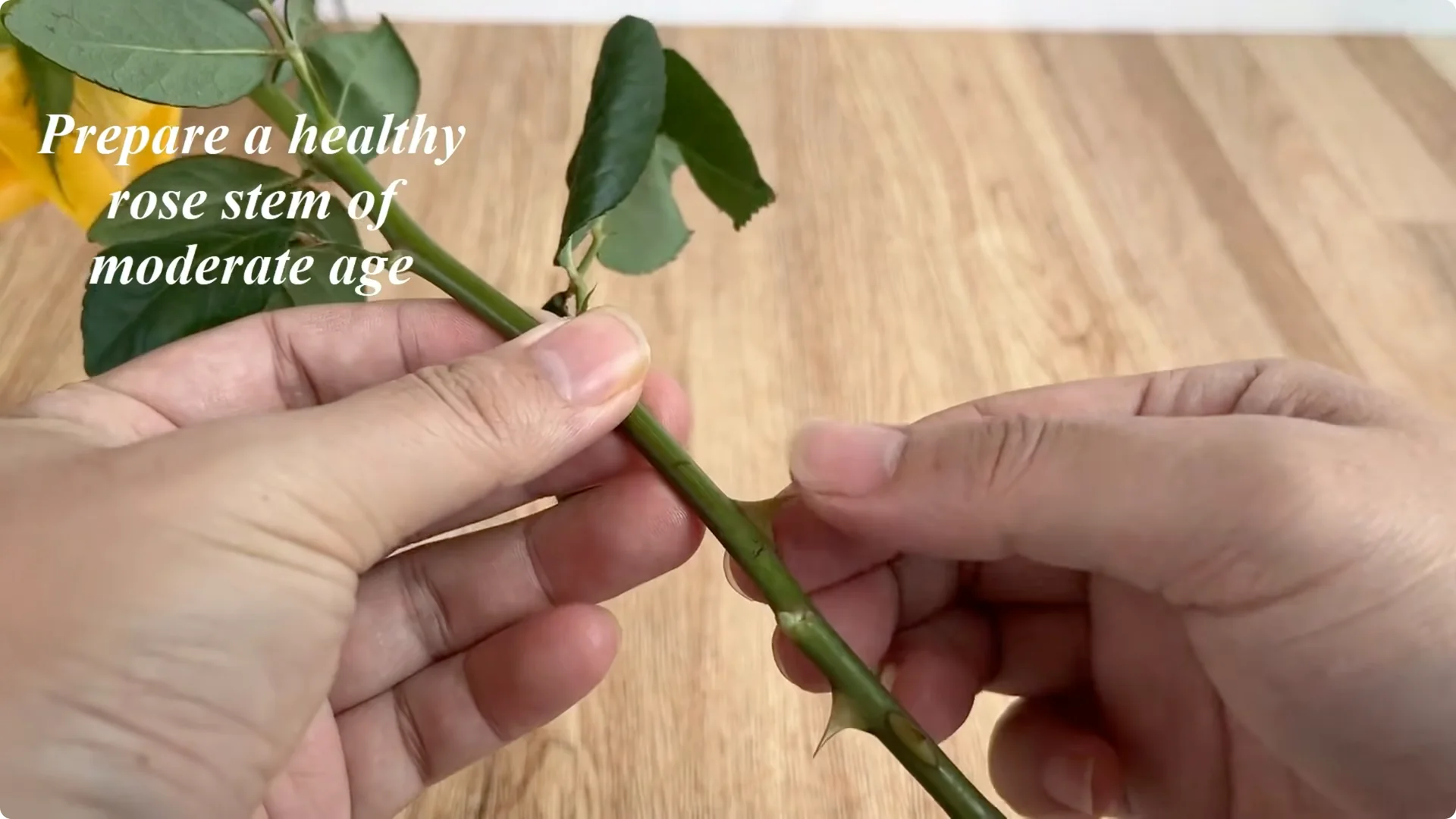 How Lemons Can Boost Rose Root Growth and Blooming screenshot 2