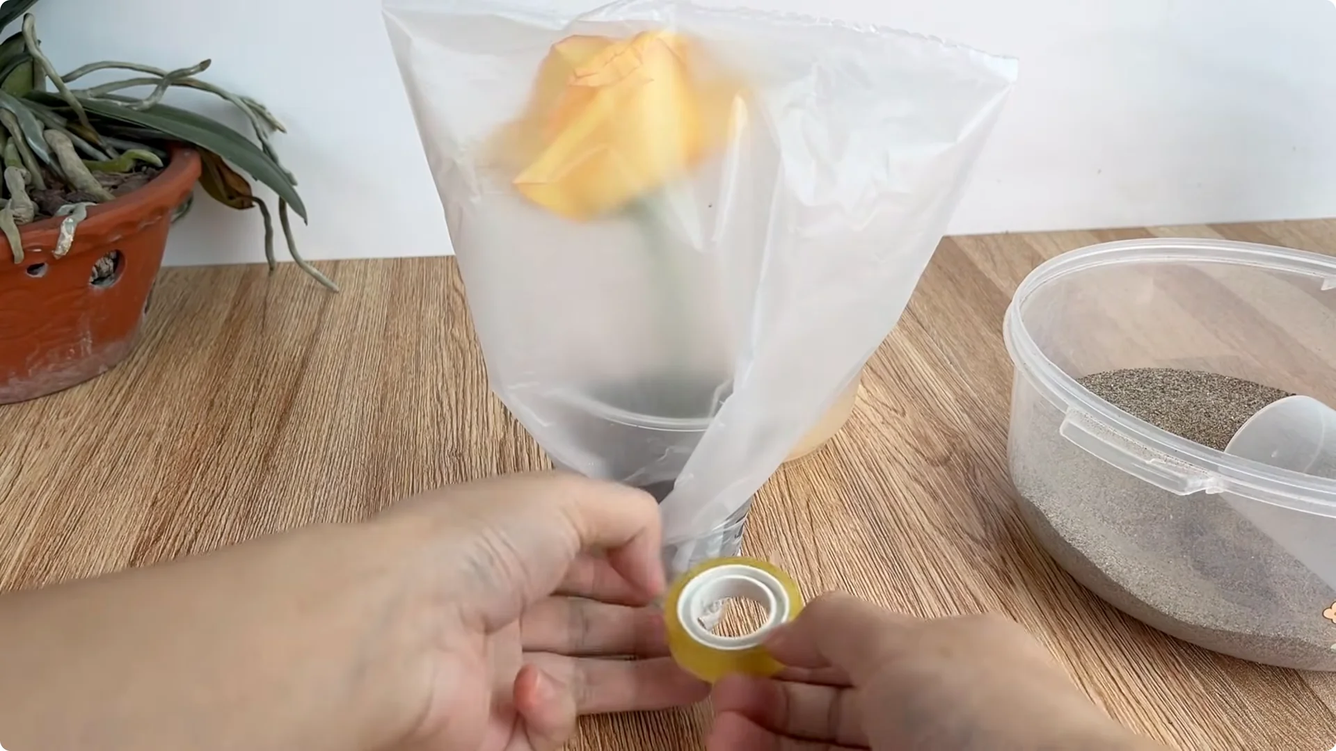 How Lemons Can Boost Rose Root Growth and Blooming screenshot 21