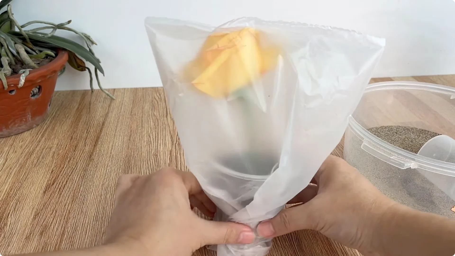 How Lemons Can Boost Rose Root Growth and Blooming screenshot 22
