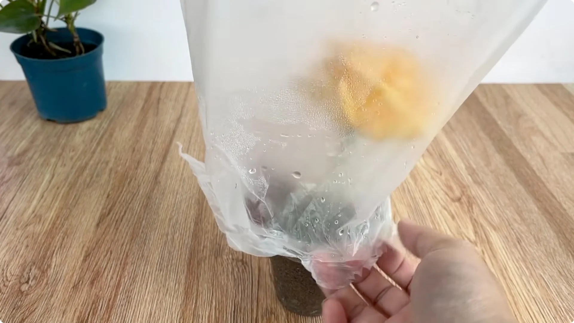 How Lemons Can Boost Rose Root Growth and Blooming screenshot 23