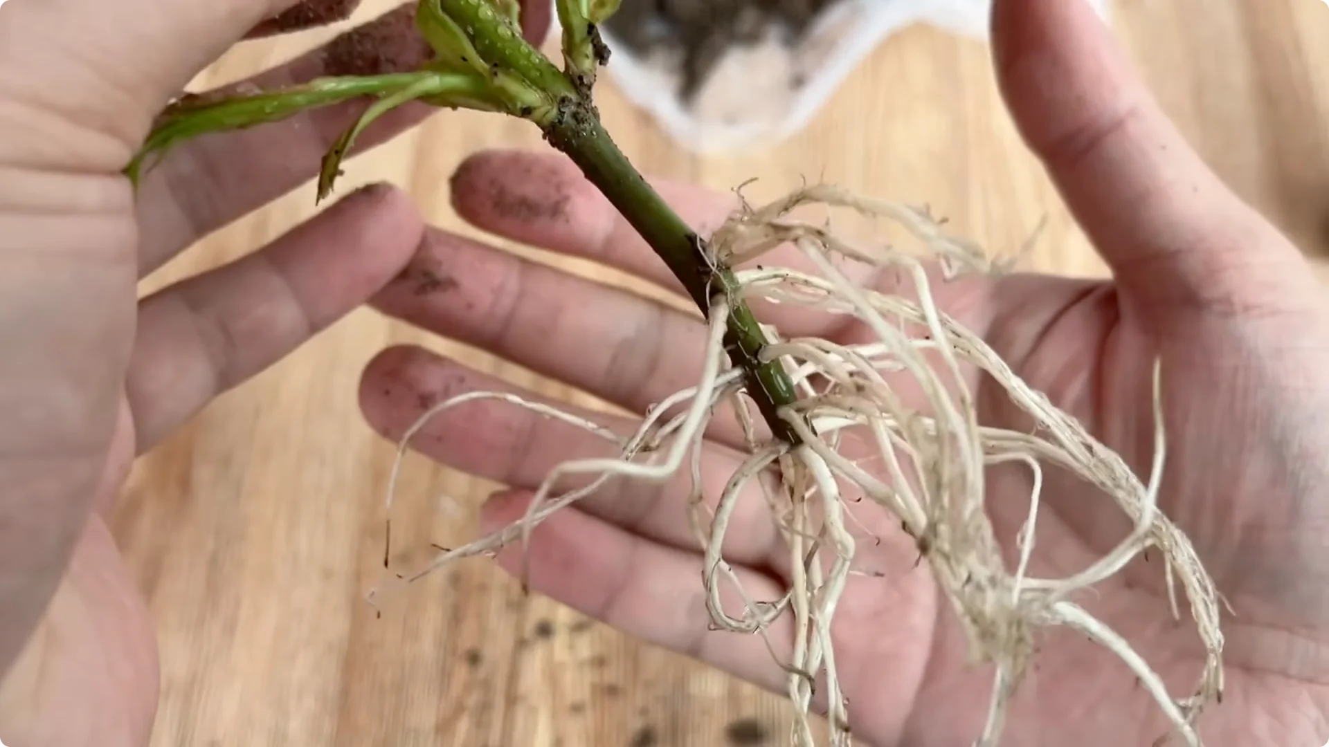 How Lemons Can Boost Rose Root Growth and Blooming screenshot 26