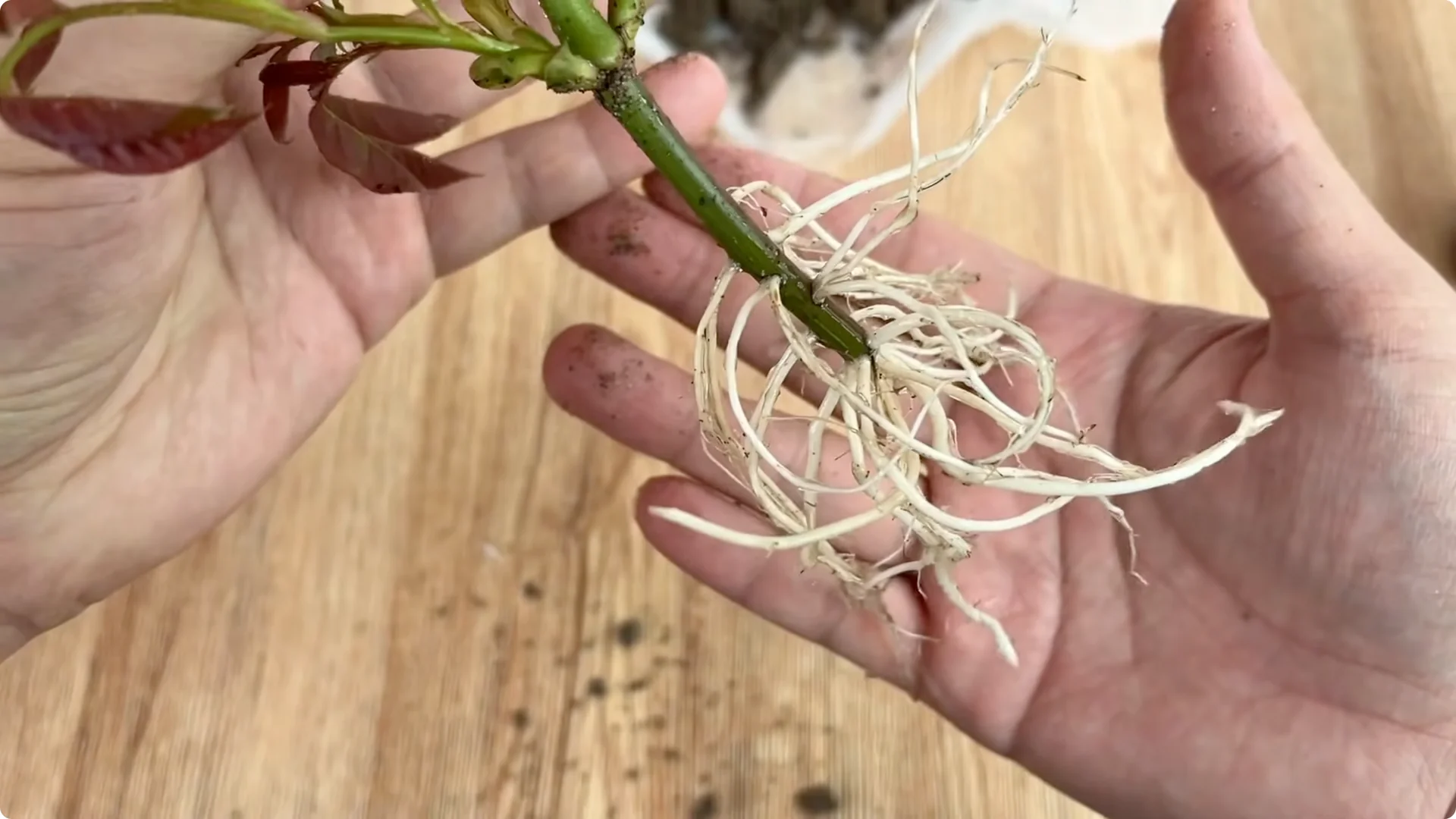 How Lemons Can Boost Rose Root Growth and Blooming screenshot 27