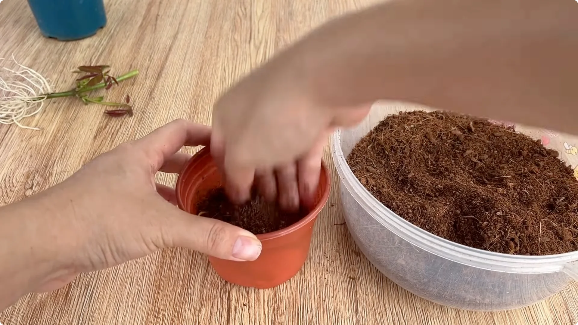 How Lemons Can Boost Rose Root Growth and Blooming screenshot 28