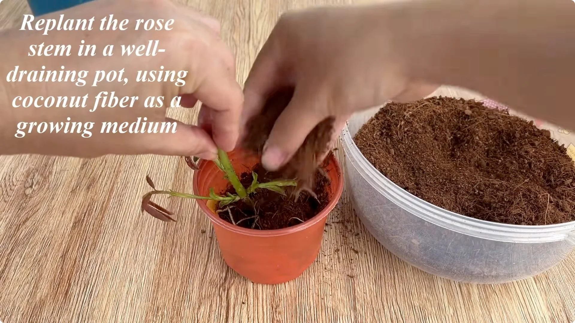 How Lemons Can Boost Rose Root Growth and Blooming screenshot 29