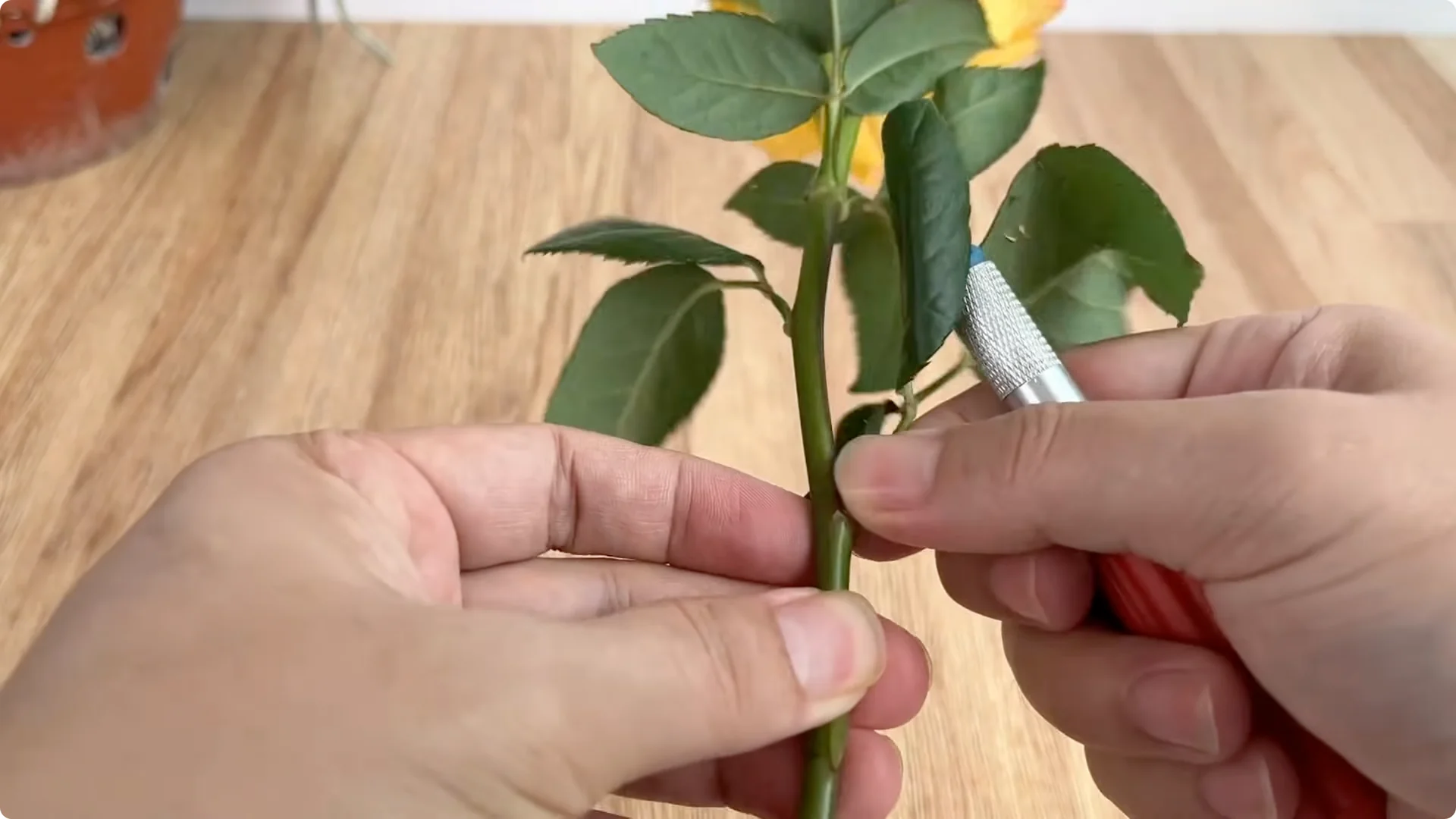 How Lemons Can Boost Rose Root Growth and Blooming screenshot 3