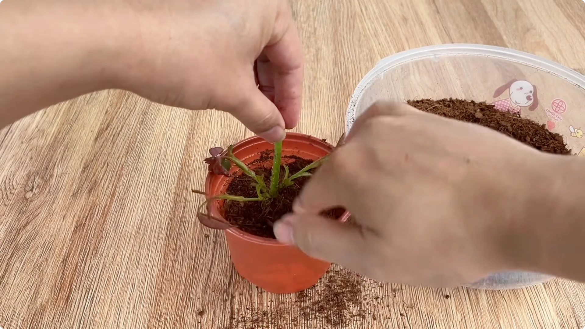 How Lemons Can Boost Rose Root Growth and Blooming screenshot 30