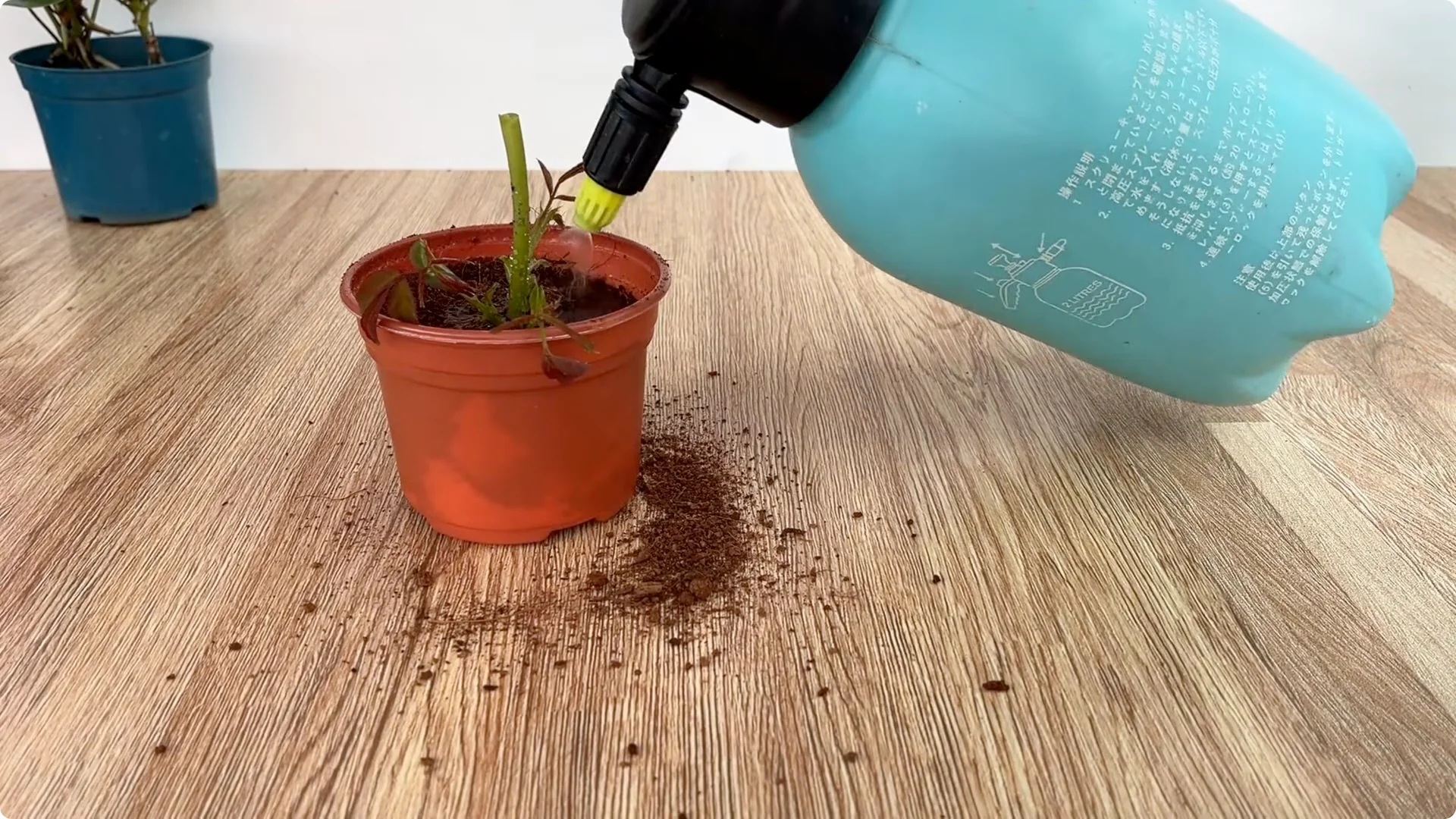 How Lemons Can Boost Rose Root Growth and Blooming screenshot 32