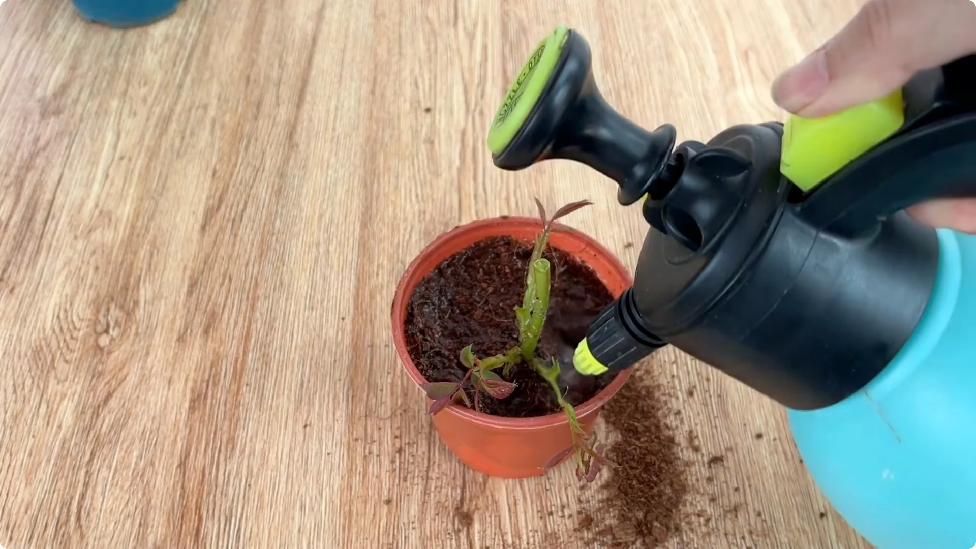 How Lemons Can Boost Rose Root Growth and Blooming screenshot 33