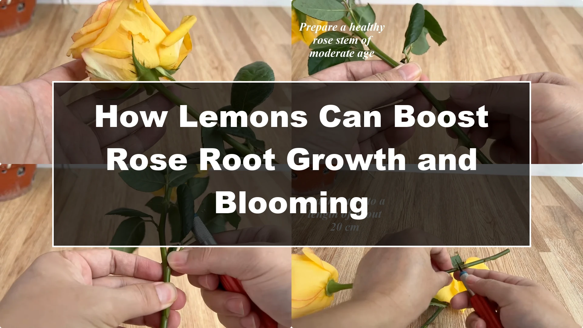 How Lemons Can Boost Rose Root Growth and Blooming - Featured Image