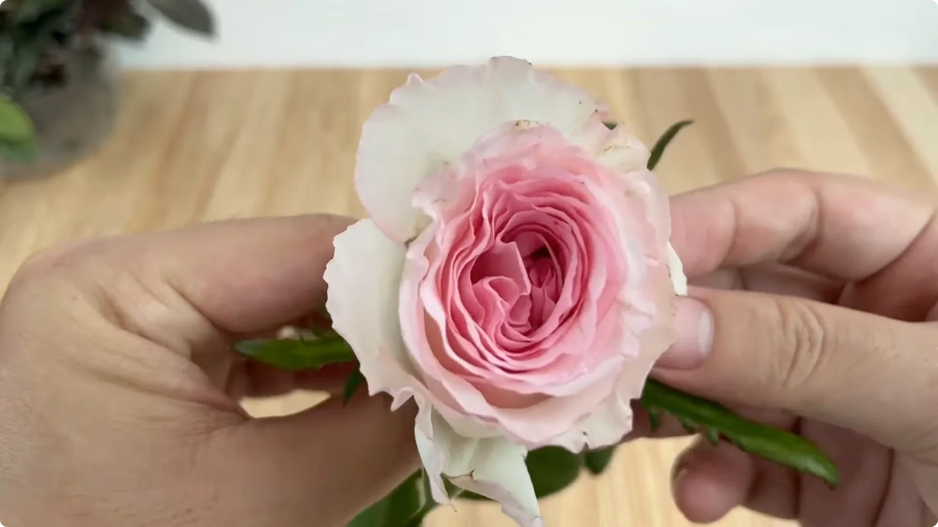 How Lemons Can Speed Up Rose Propagation Effectively screenshot 1