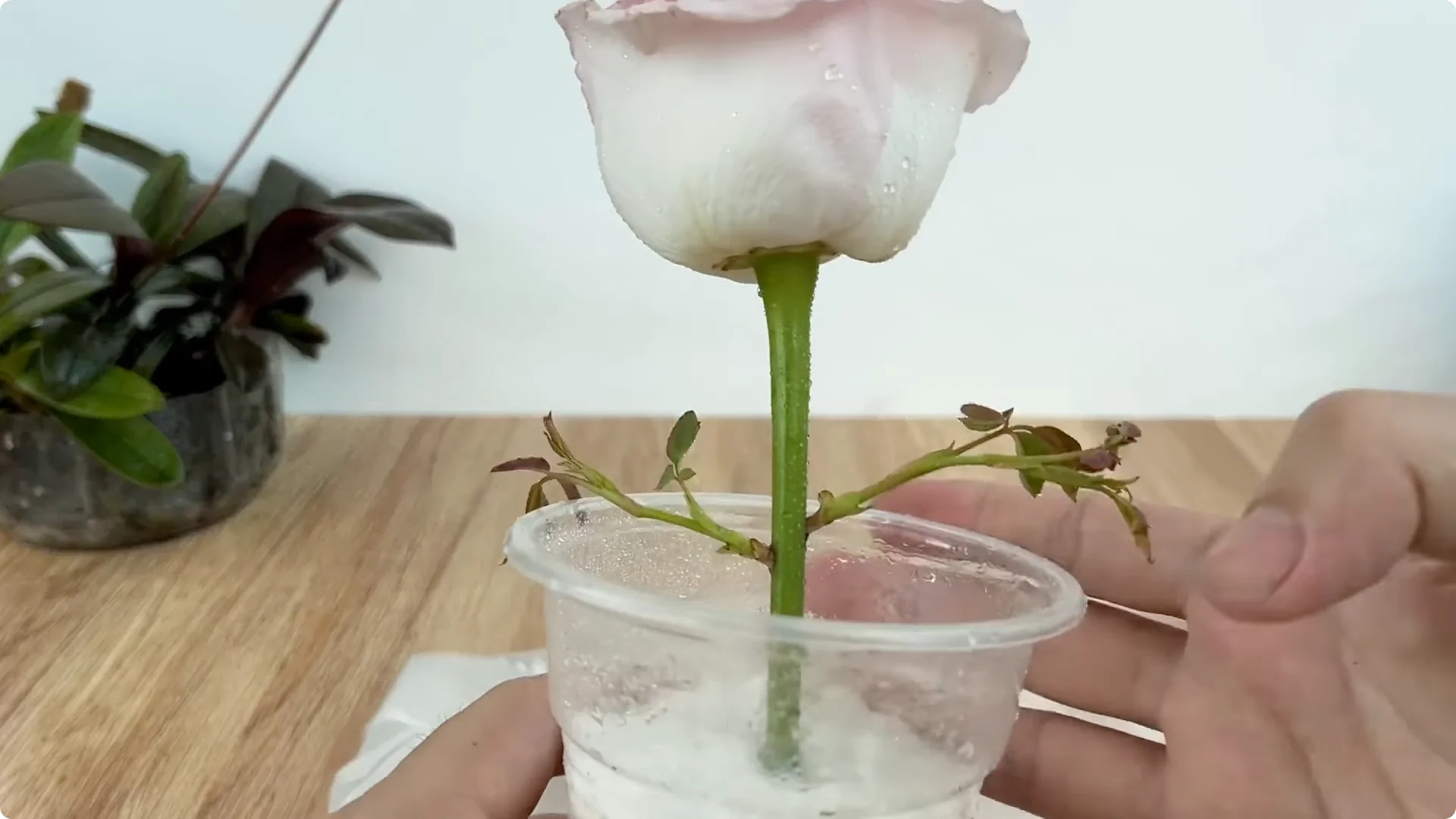 How Lemons Can Speed Up Rose Propagation Effectively screenshot 7