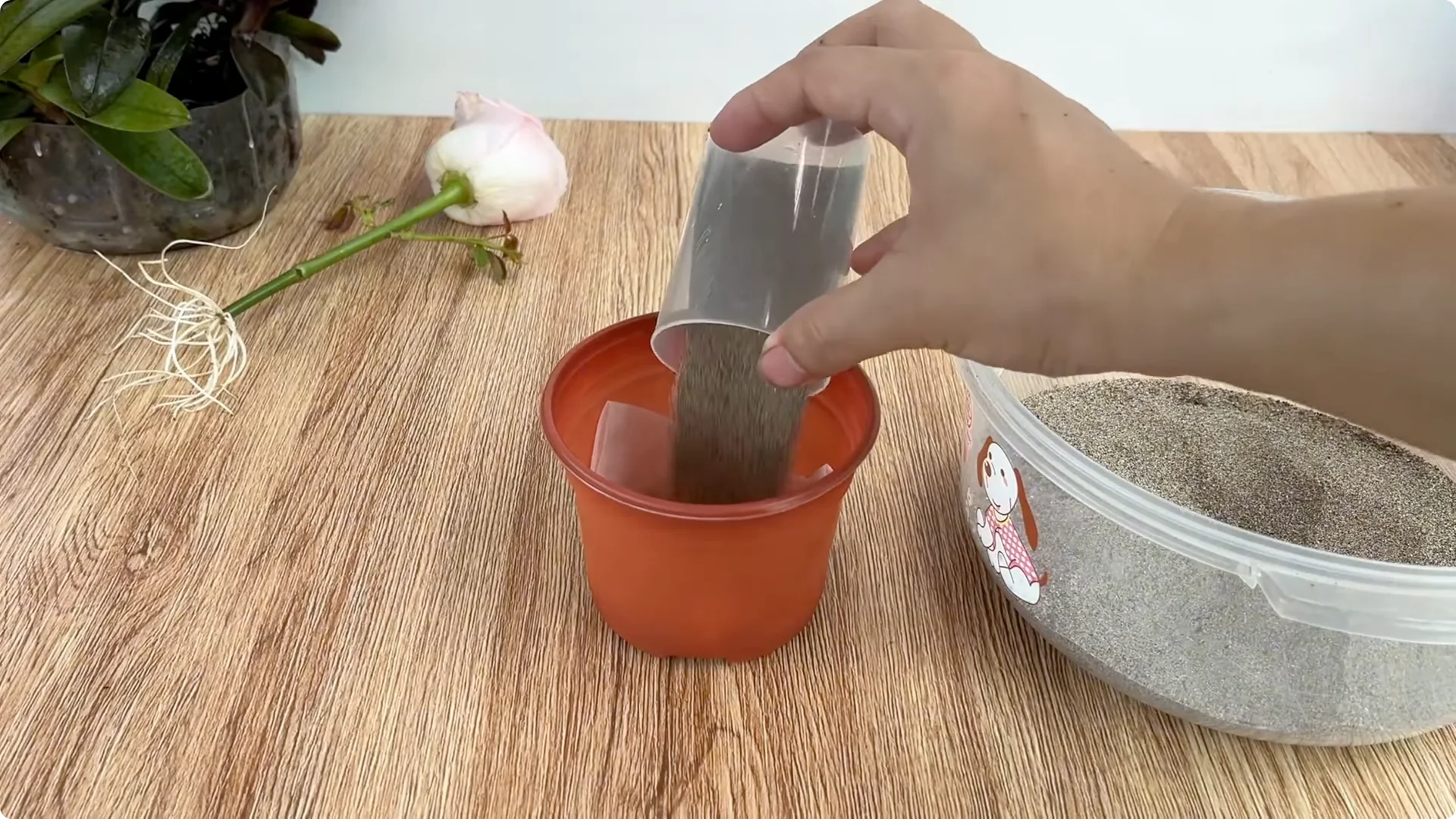 How Lemons Can Speed Up Rose Propagation Effectively screenshot 8