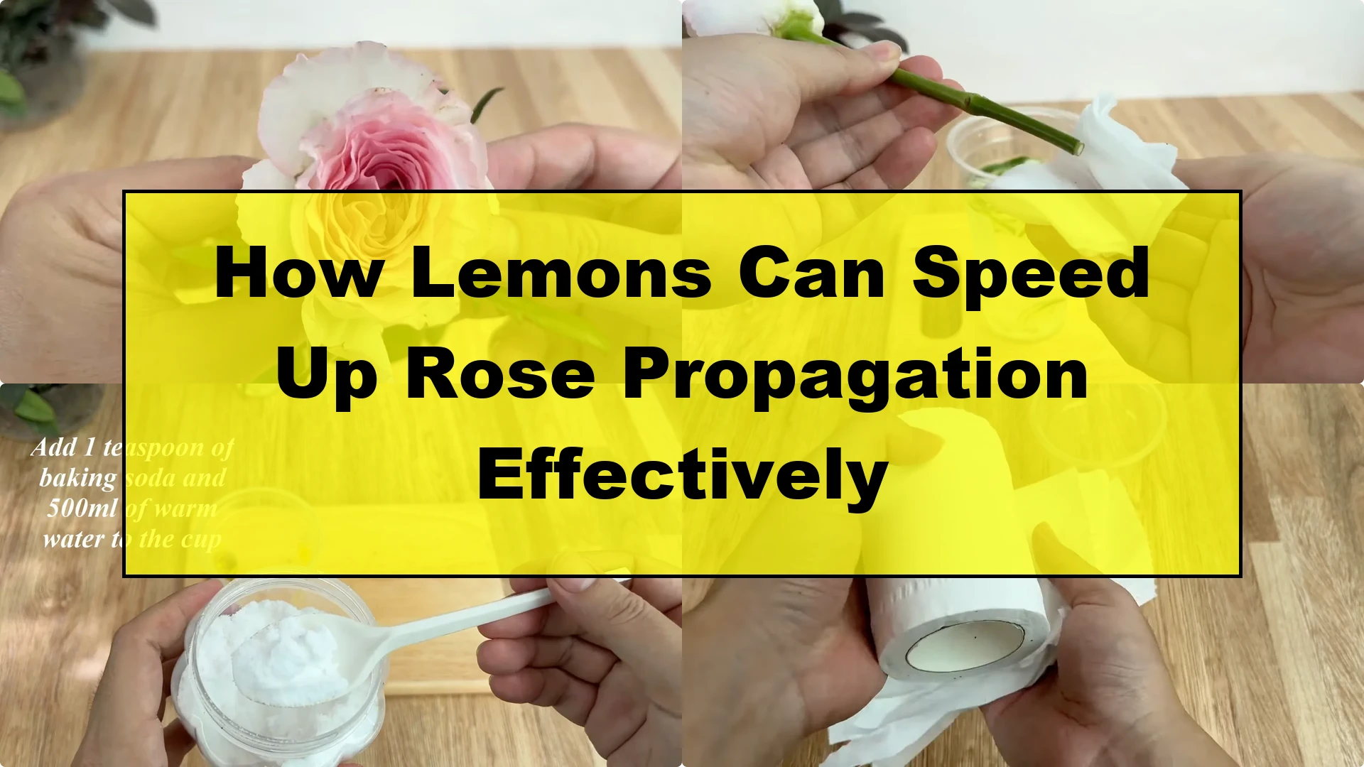 How Lemons Can Speed Up Rose Propagation Effectively - Featured Image