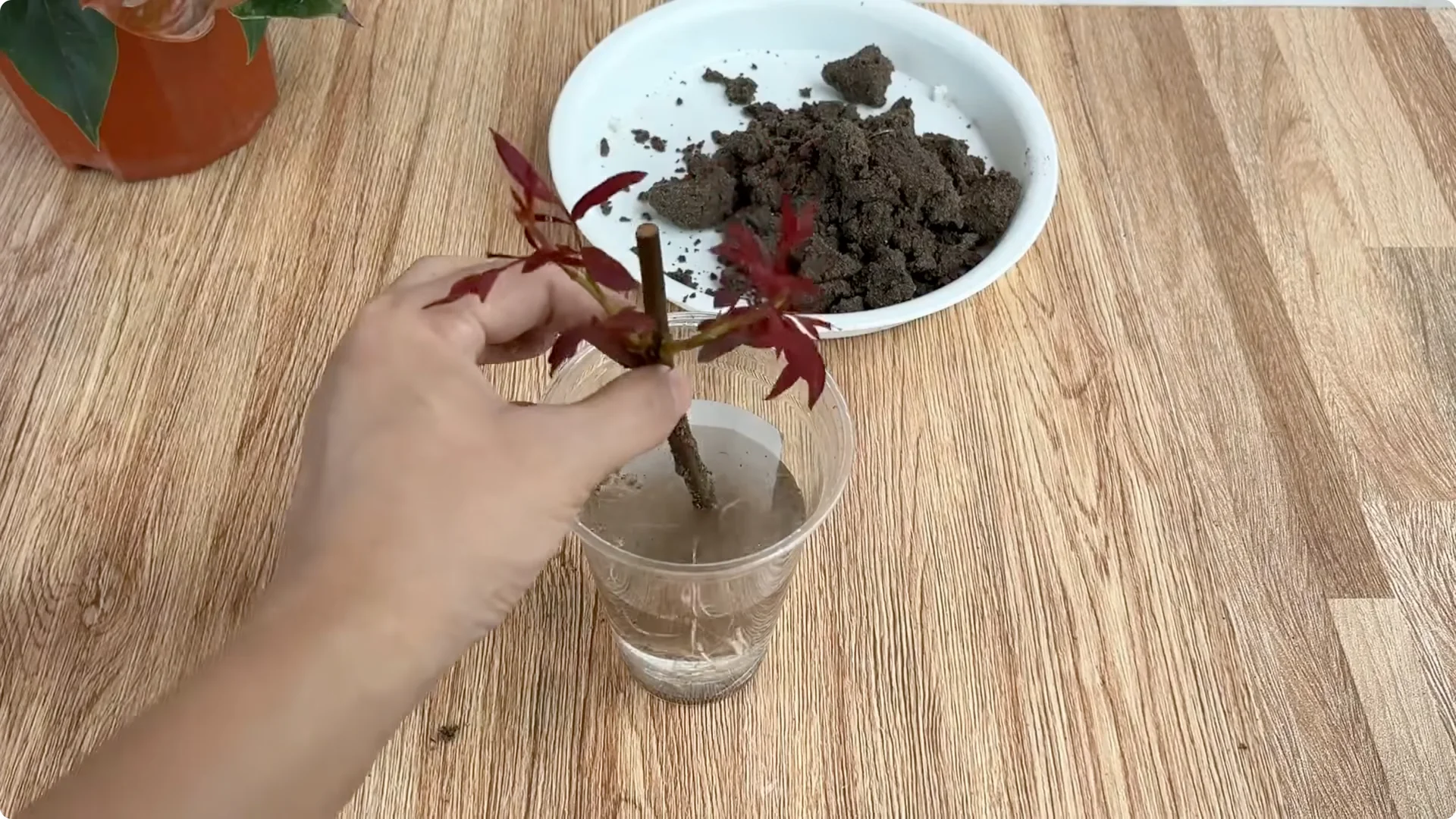 How One Cup Can Transform Your Rose Plant’s Growth and Blooms screenshot 11