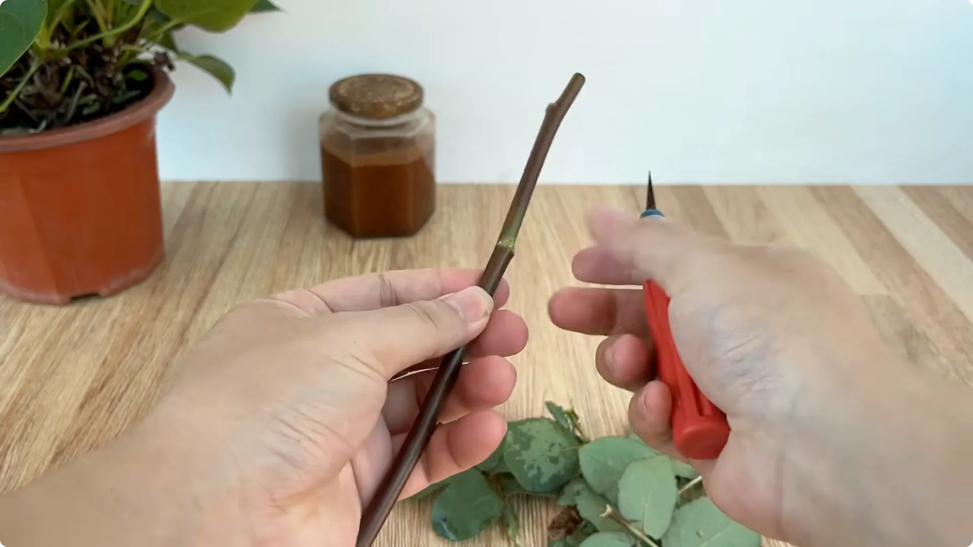 How One Cup Can Transform Your Rose Plant’s Growth and Blooms screenshot 3