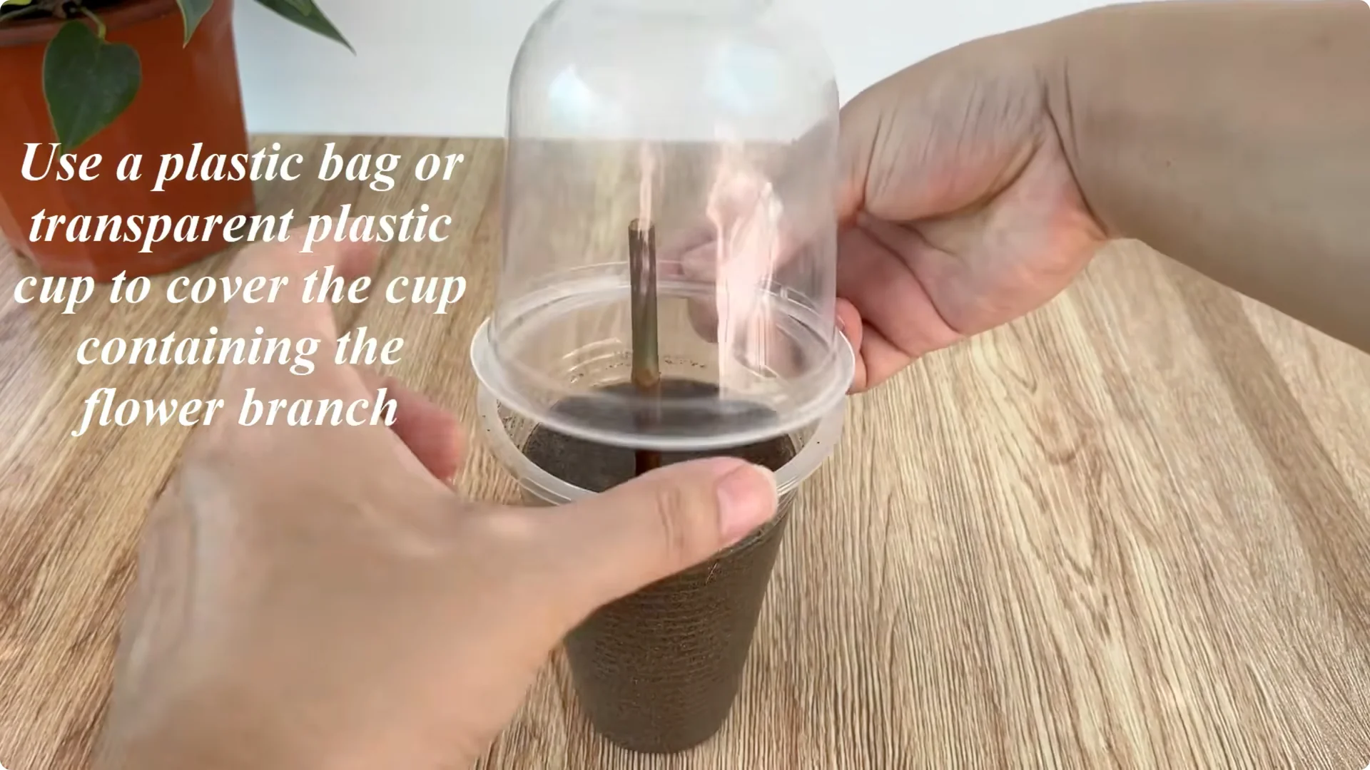 How One Cup Can Transform Your Rose Plant’s Growth and Blooms screenshot 8