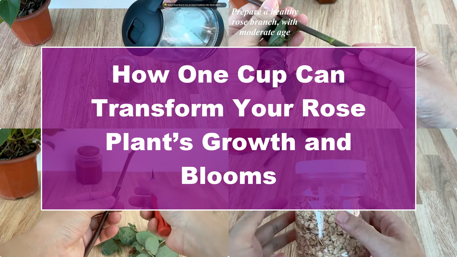 How One Cup Can Transform Your Rose Plant’s Growth and Blooms - Featured Image