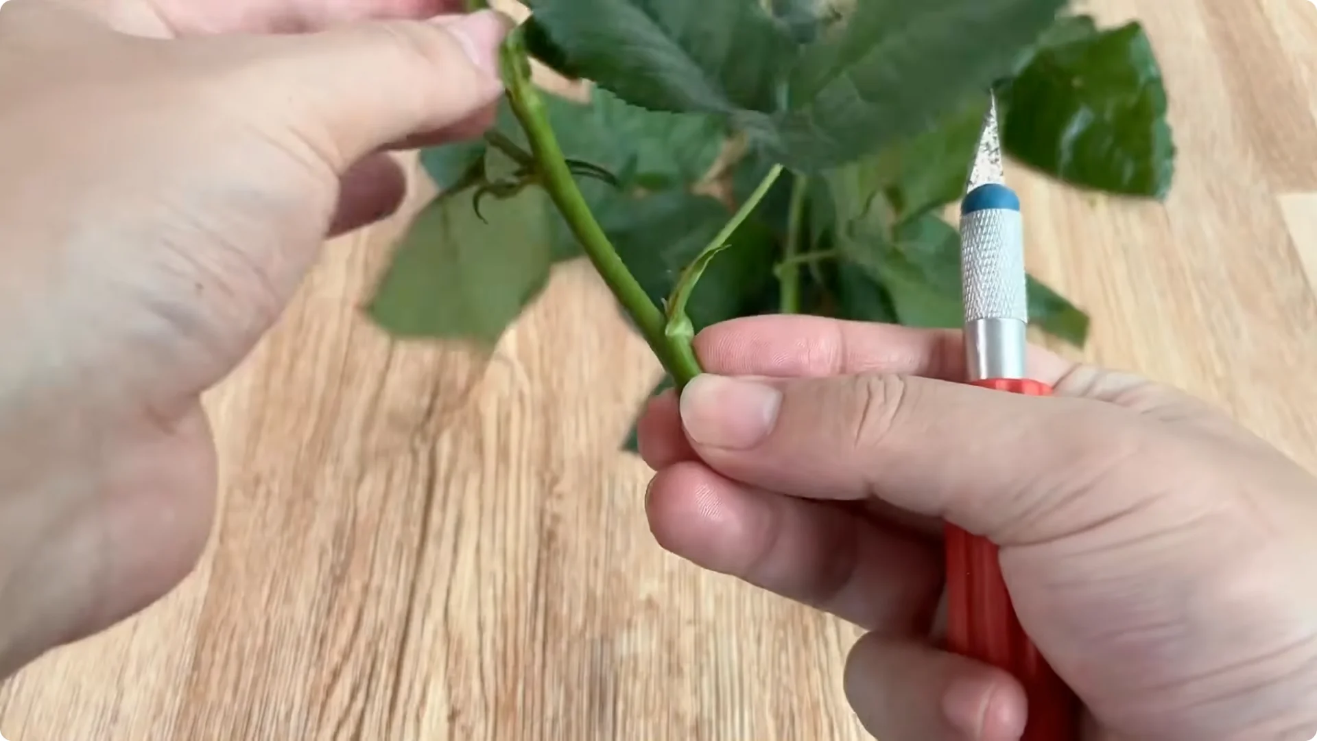 How One Cup Helped a Rose Branch Bloom Unexpectedly screenshot 1